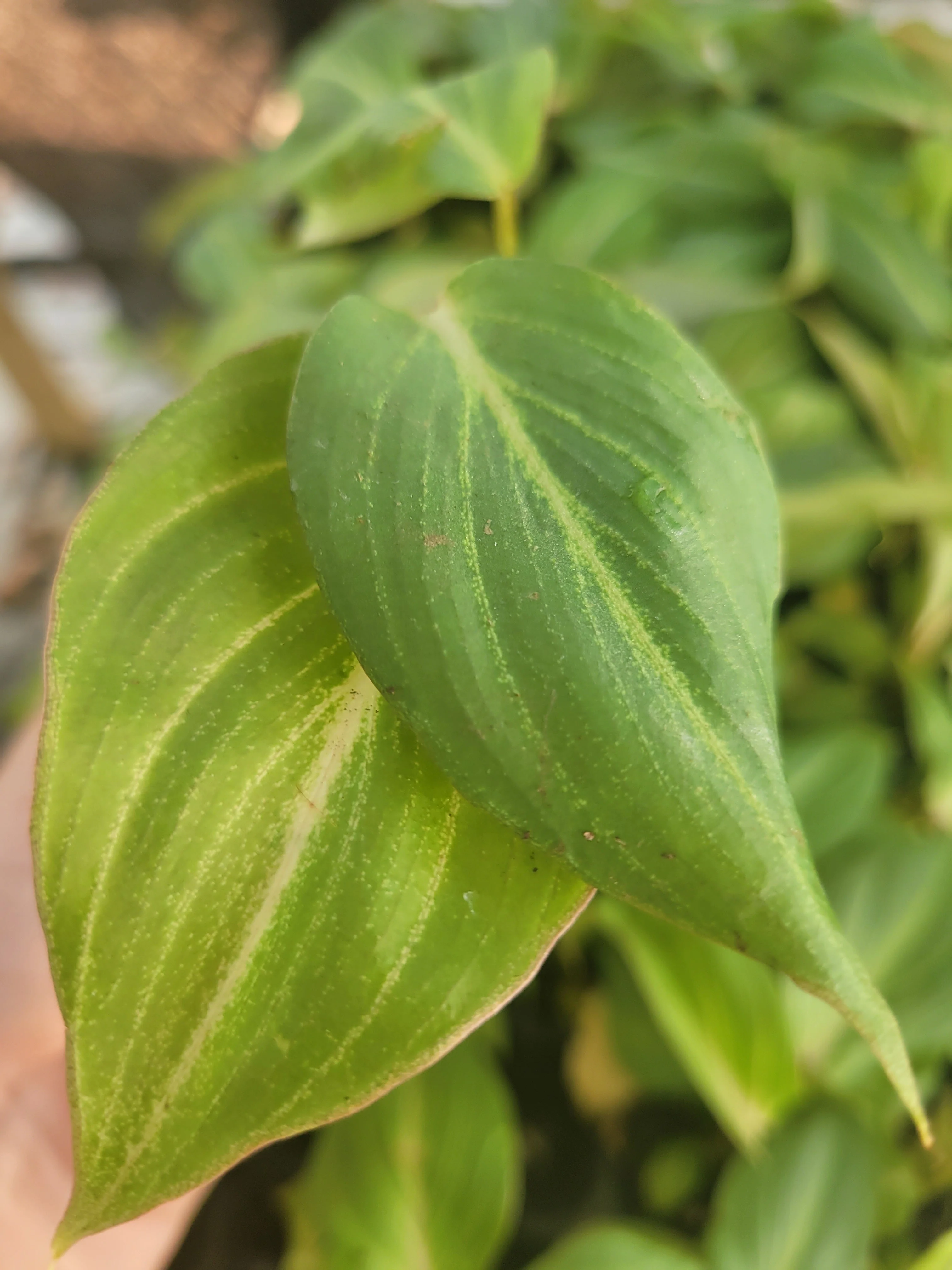 Philodendron Gloriosum - Image 5