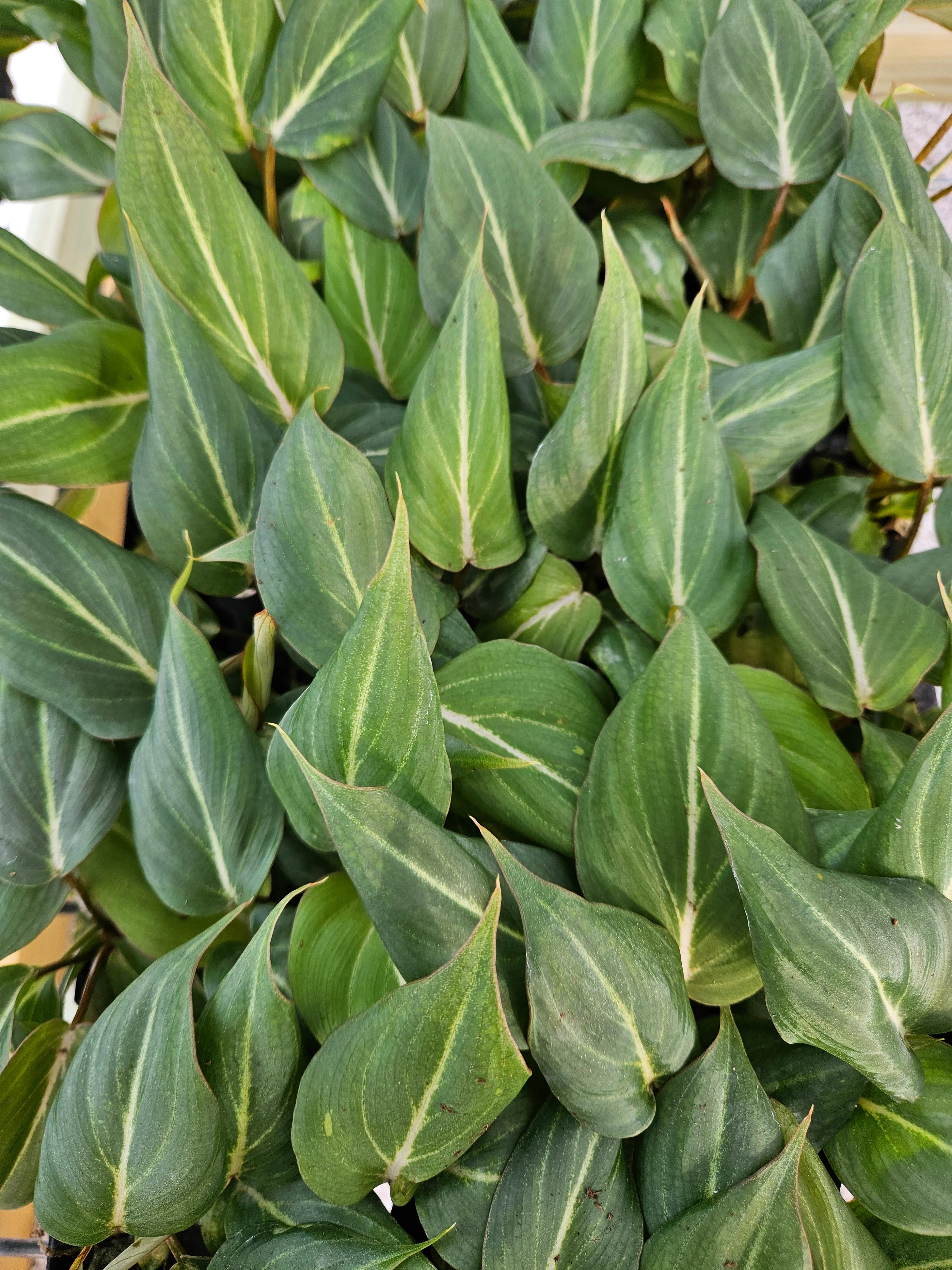 Philodendron Gloriosum - Image 6