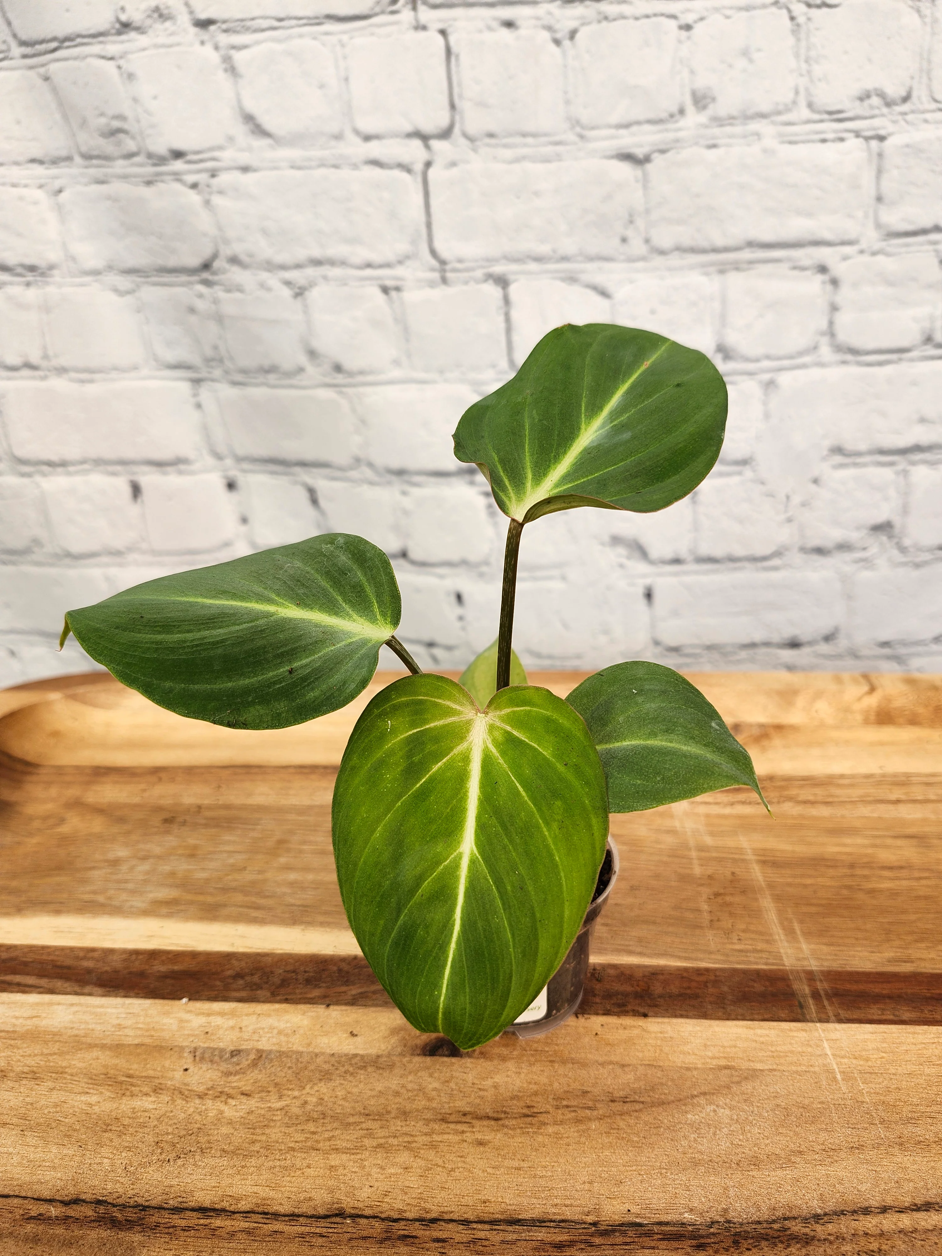 Philodendron Gloriosum - Image 7