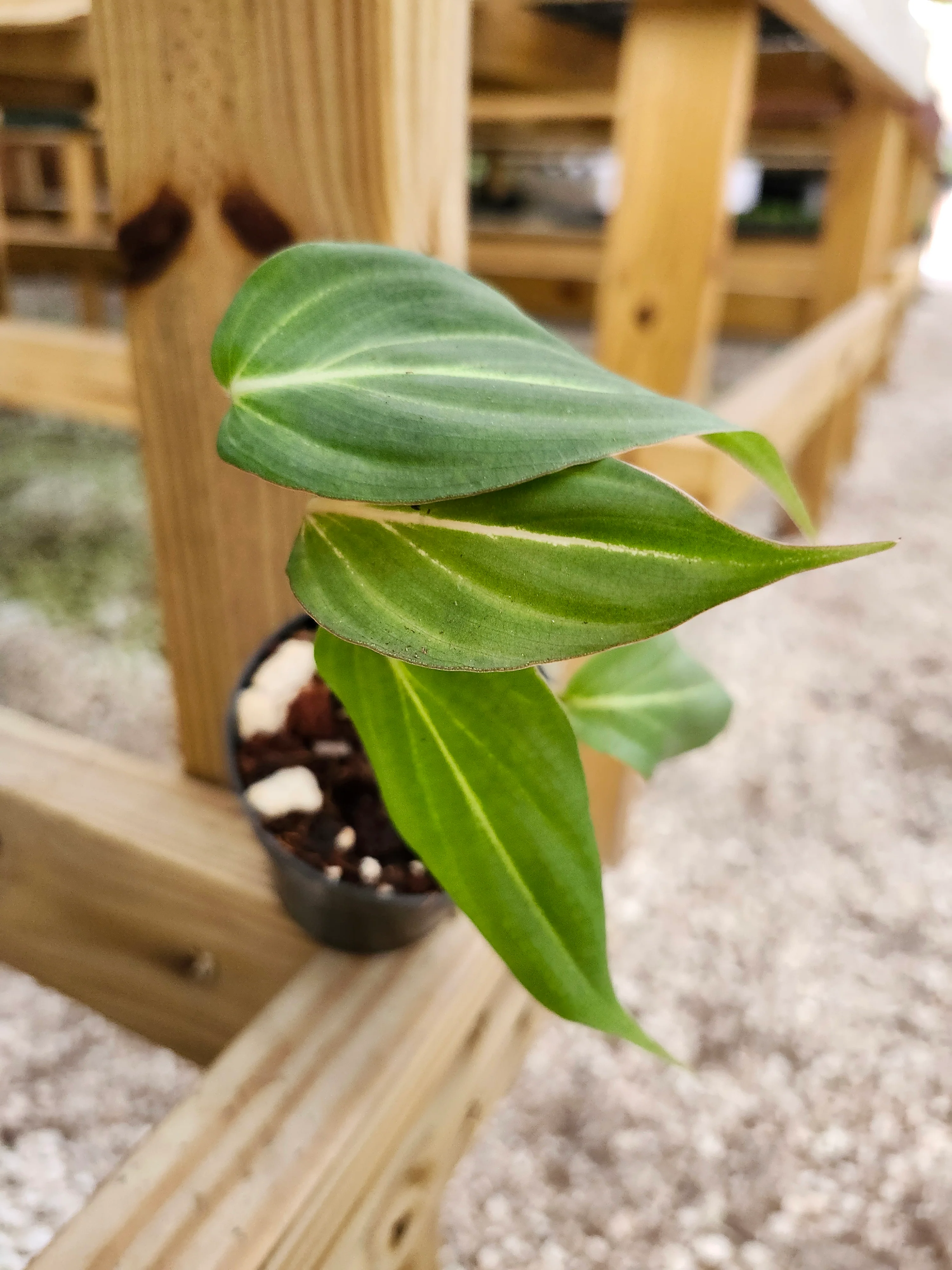 Philodendron Gloriosum - Image 9