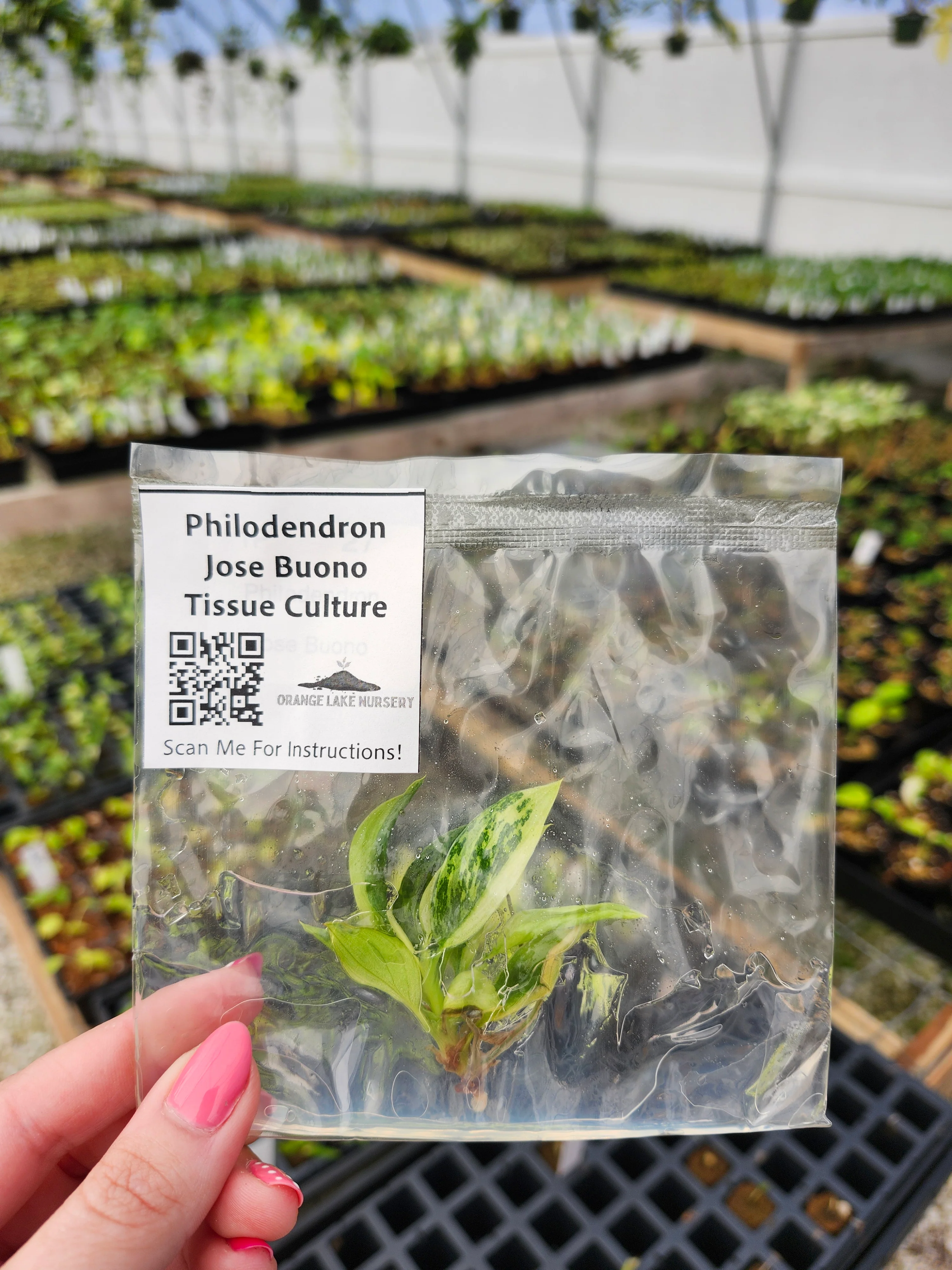 Philodendron Jose Buono Tissue Culture - Image 3