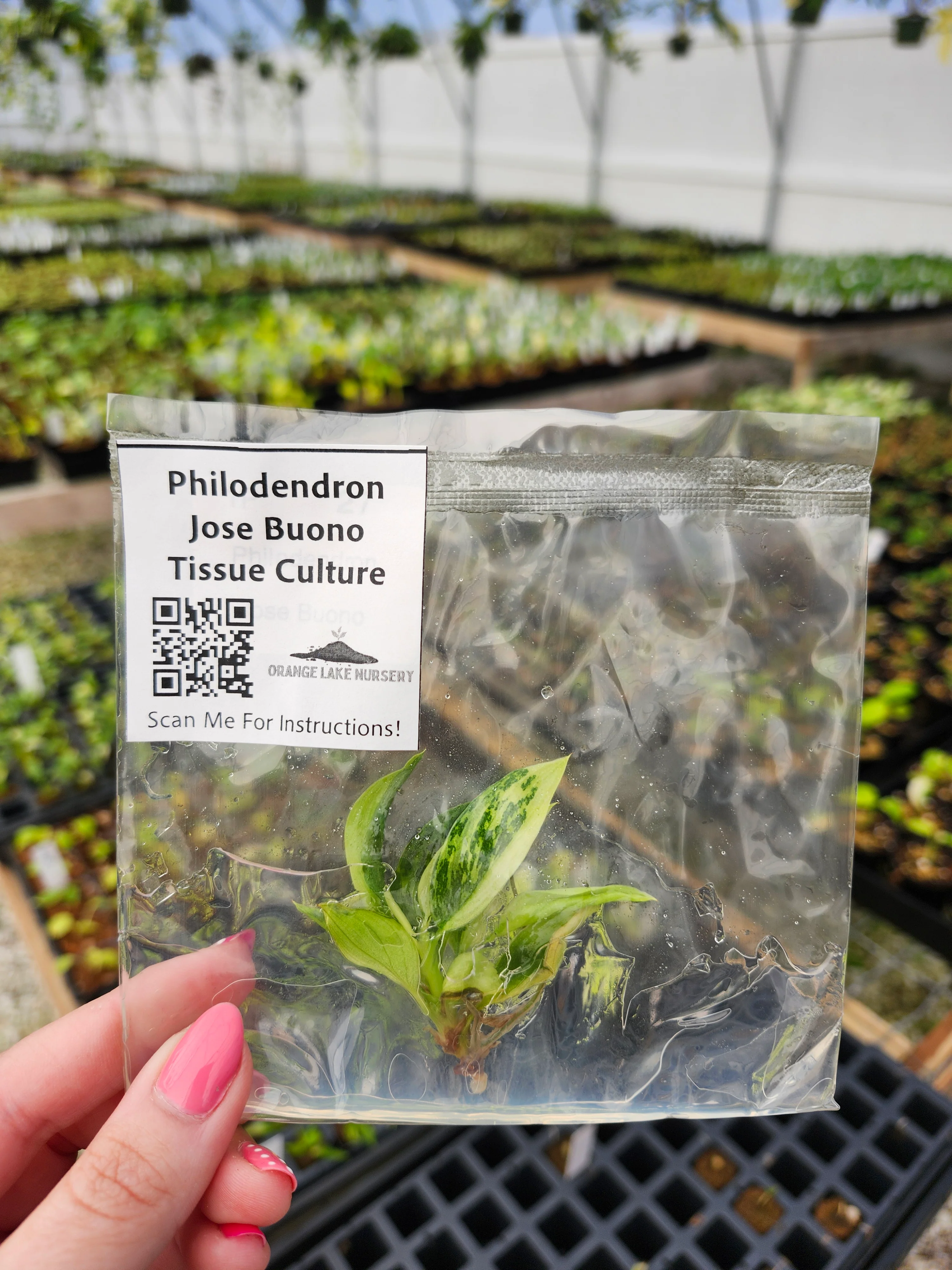 Philodendron Jose Buono Tissue Culture - Image 4