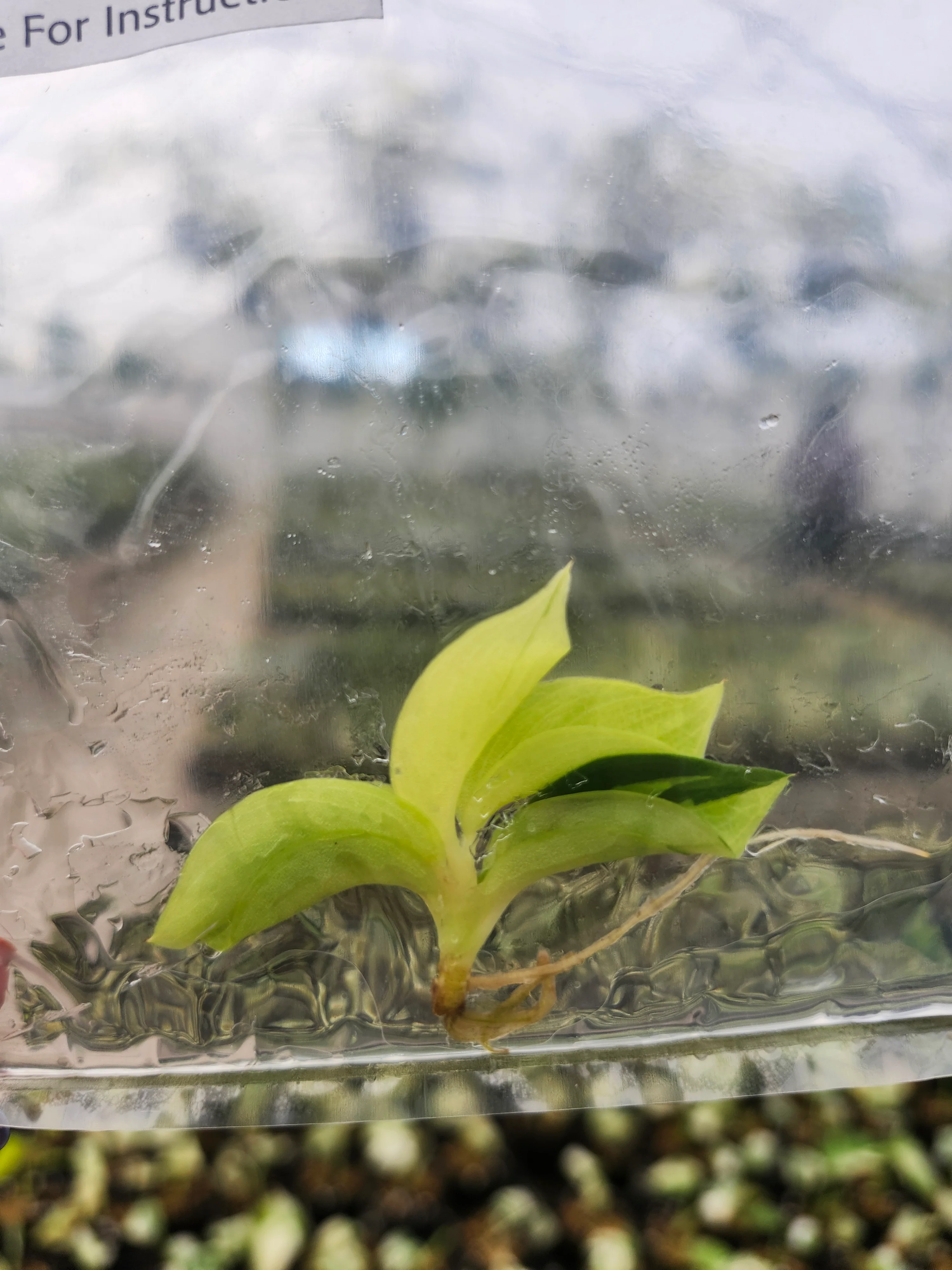 Philodendron Jungle Fever Tissue Culture - Image 3