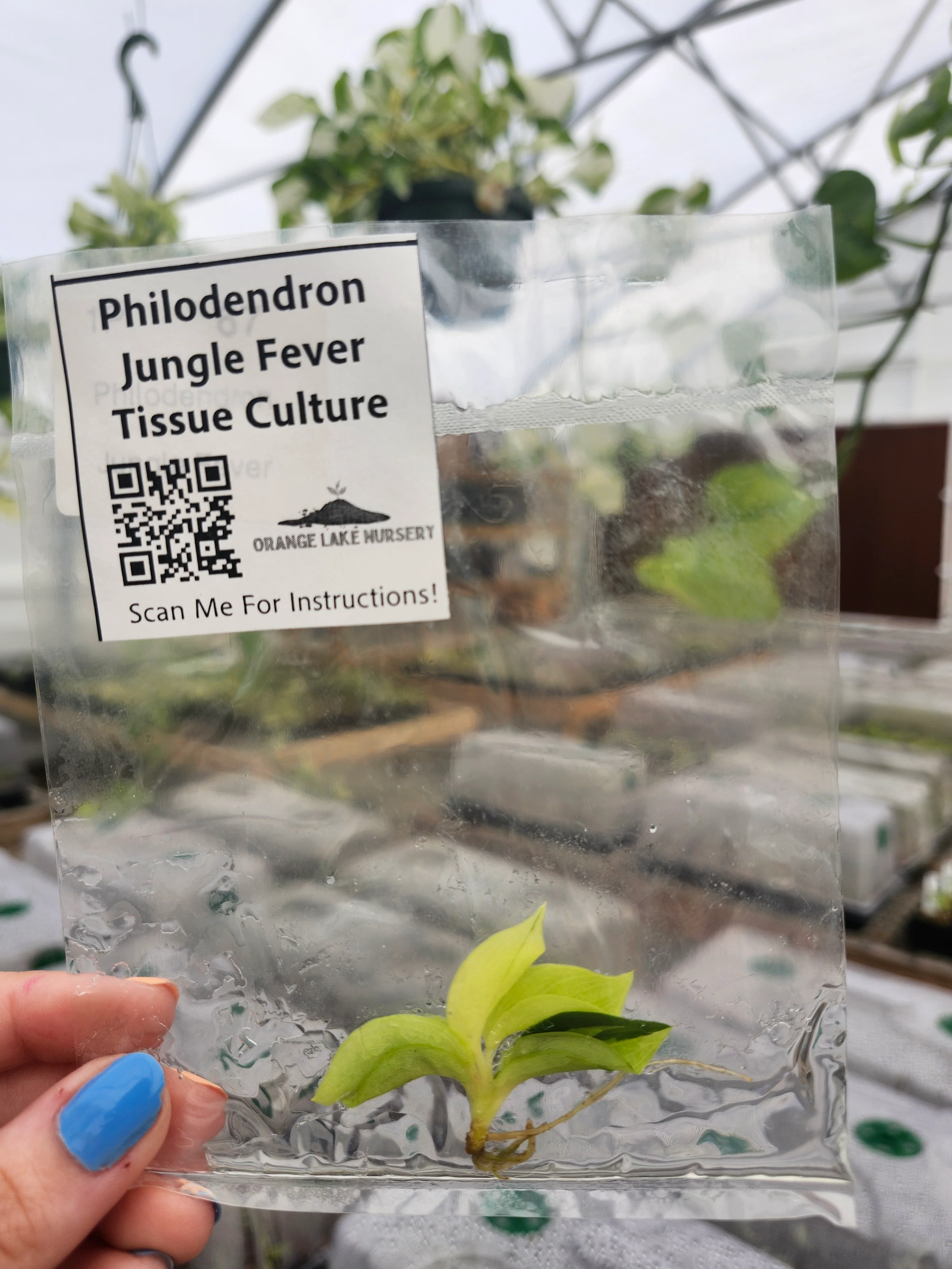 Philodendron Jungle Fever Tissue Culture - Image 4