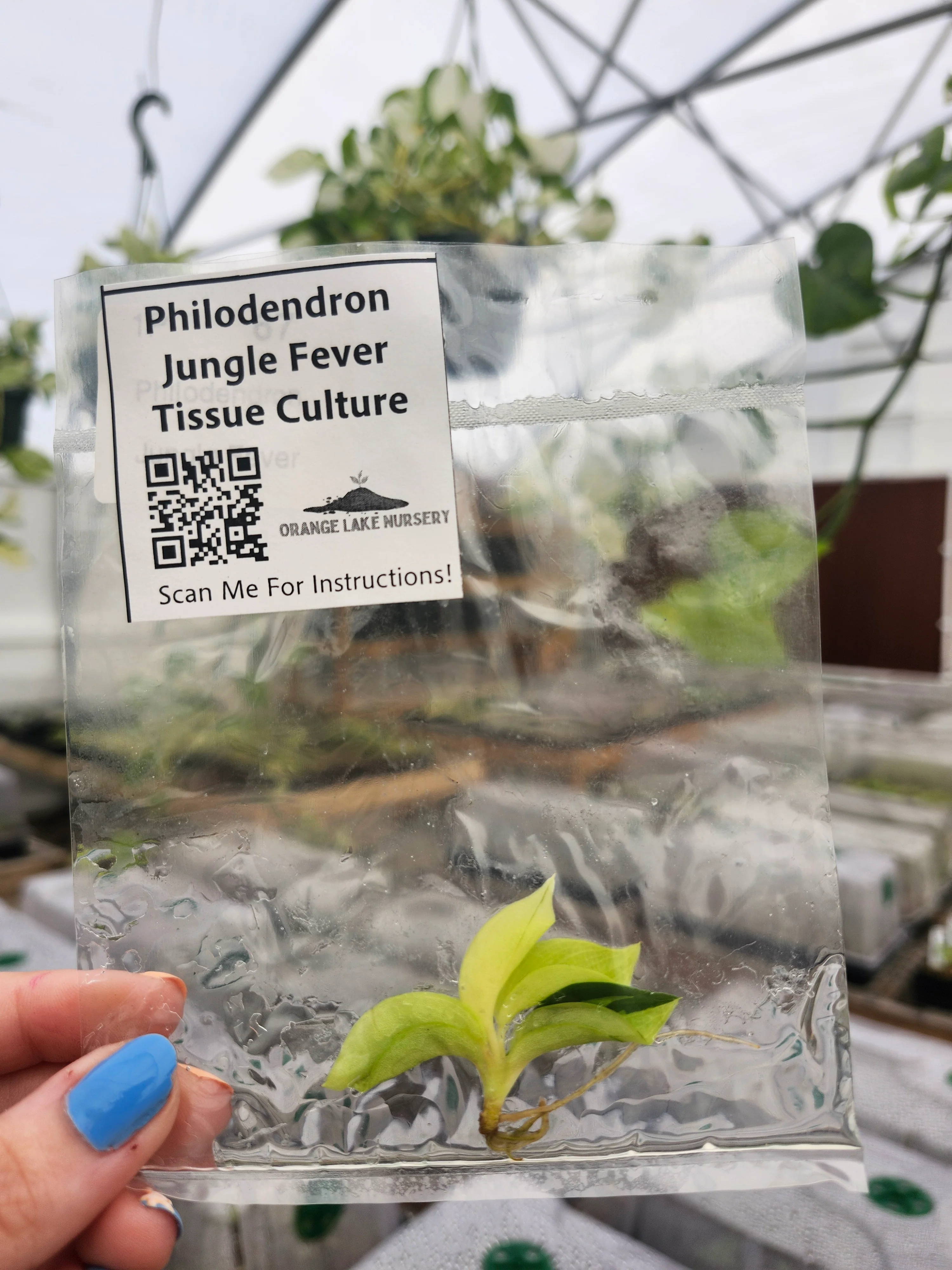 Philodendron Jungle Fever Tissue Culture - Image 5