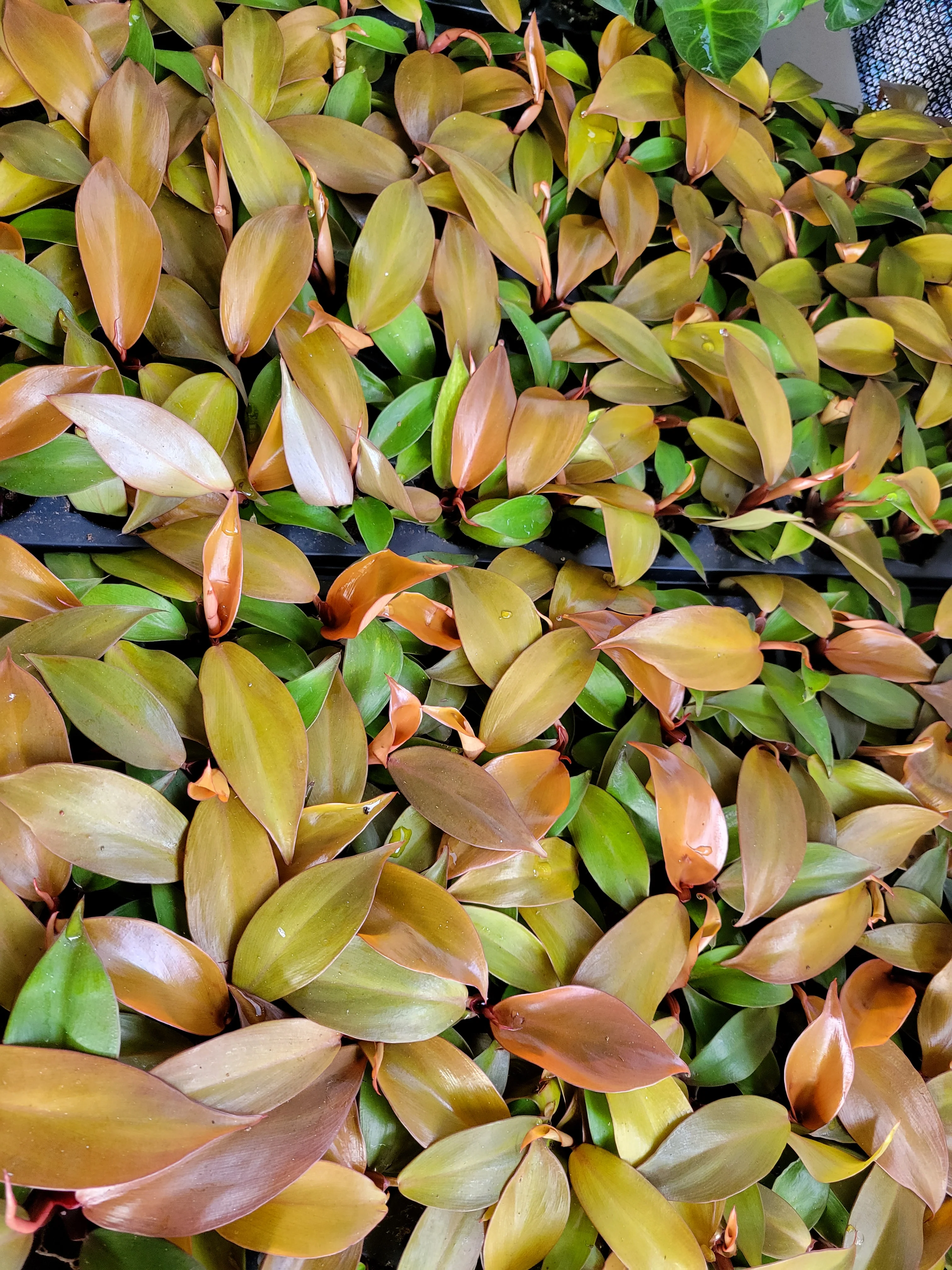 Philodendron McColley's Finale - Image 3