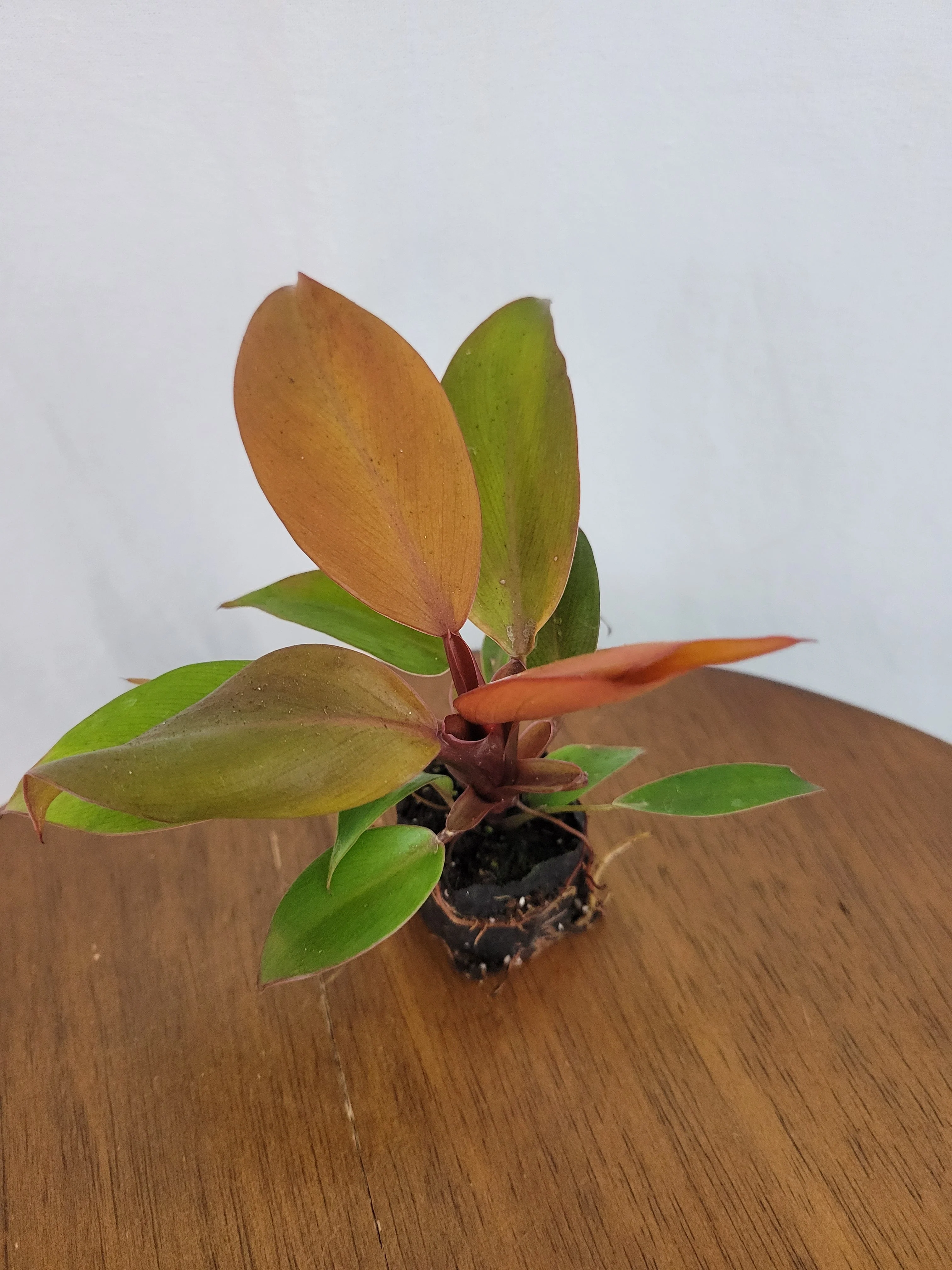 Philodendron McColley's Finale - Image 5