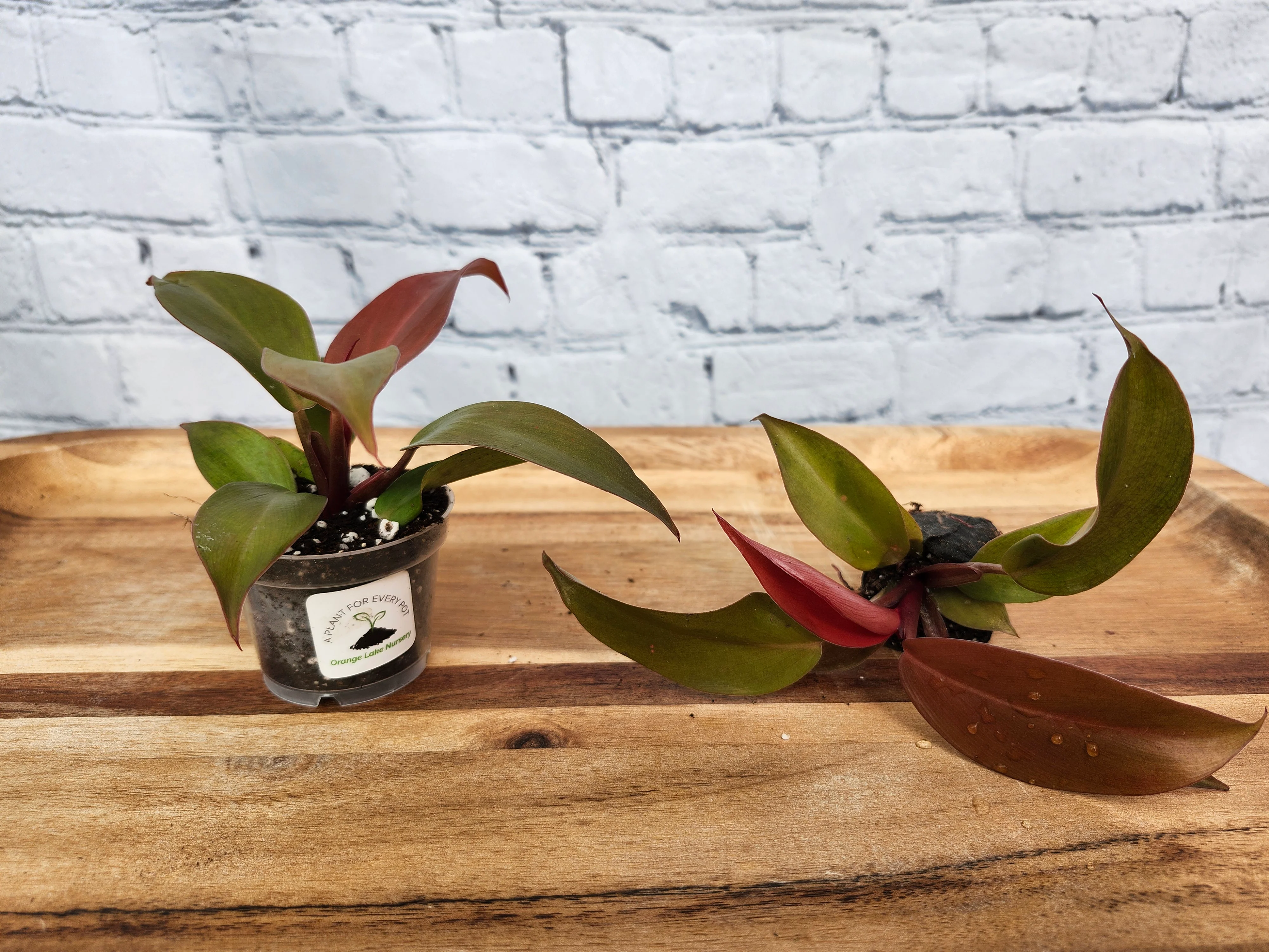 Philodendron McColley's Finale - Image 8