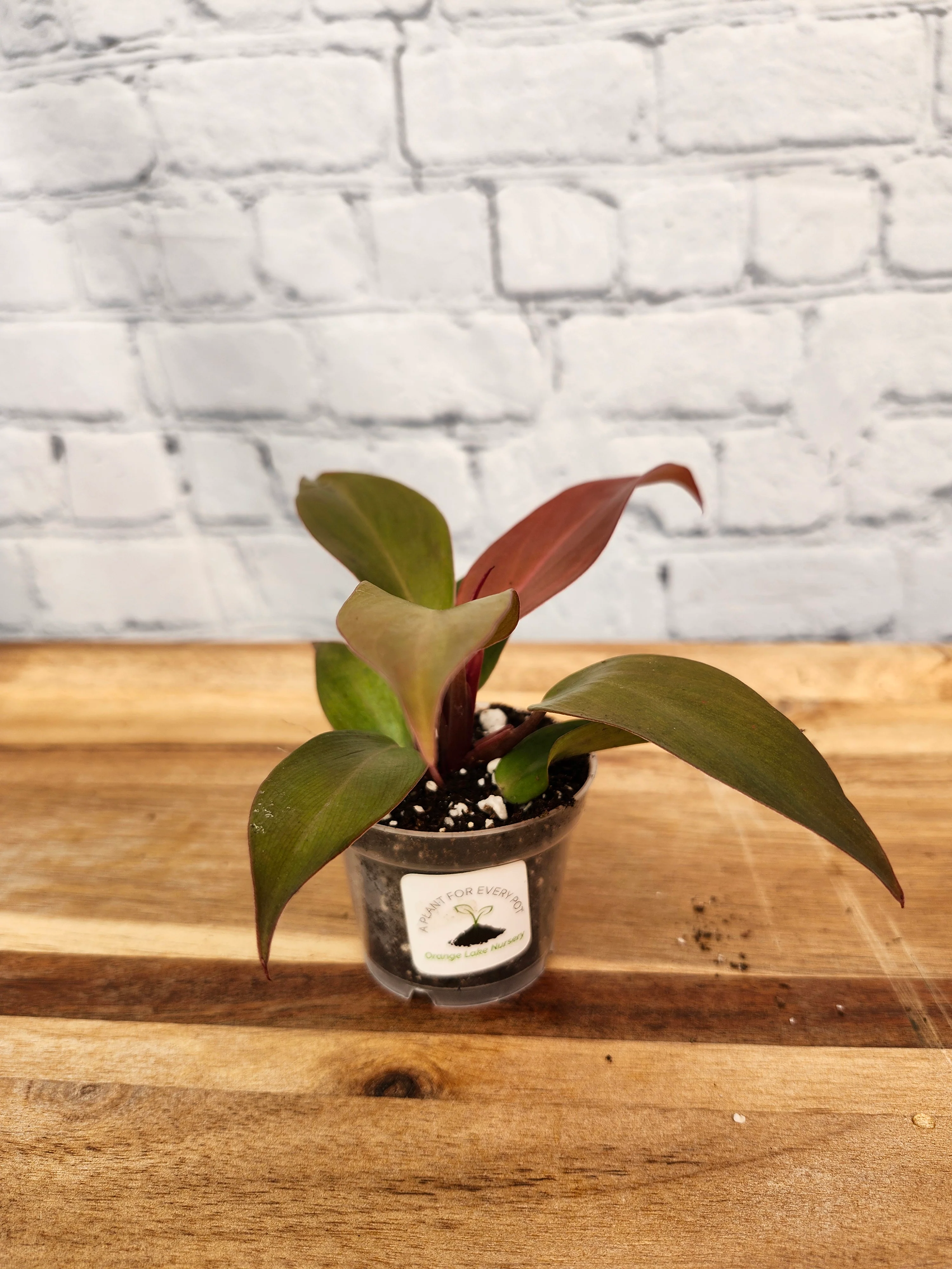 Philodendron McColley's Finale - Image 9