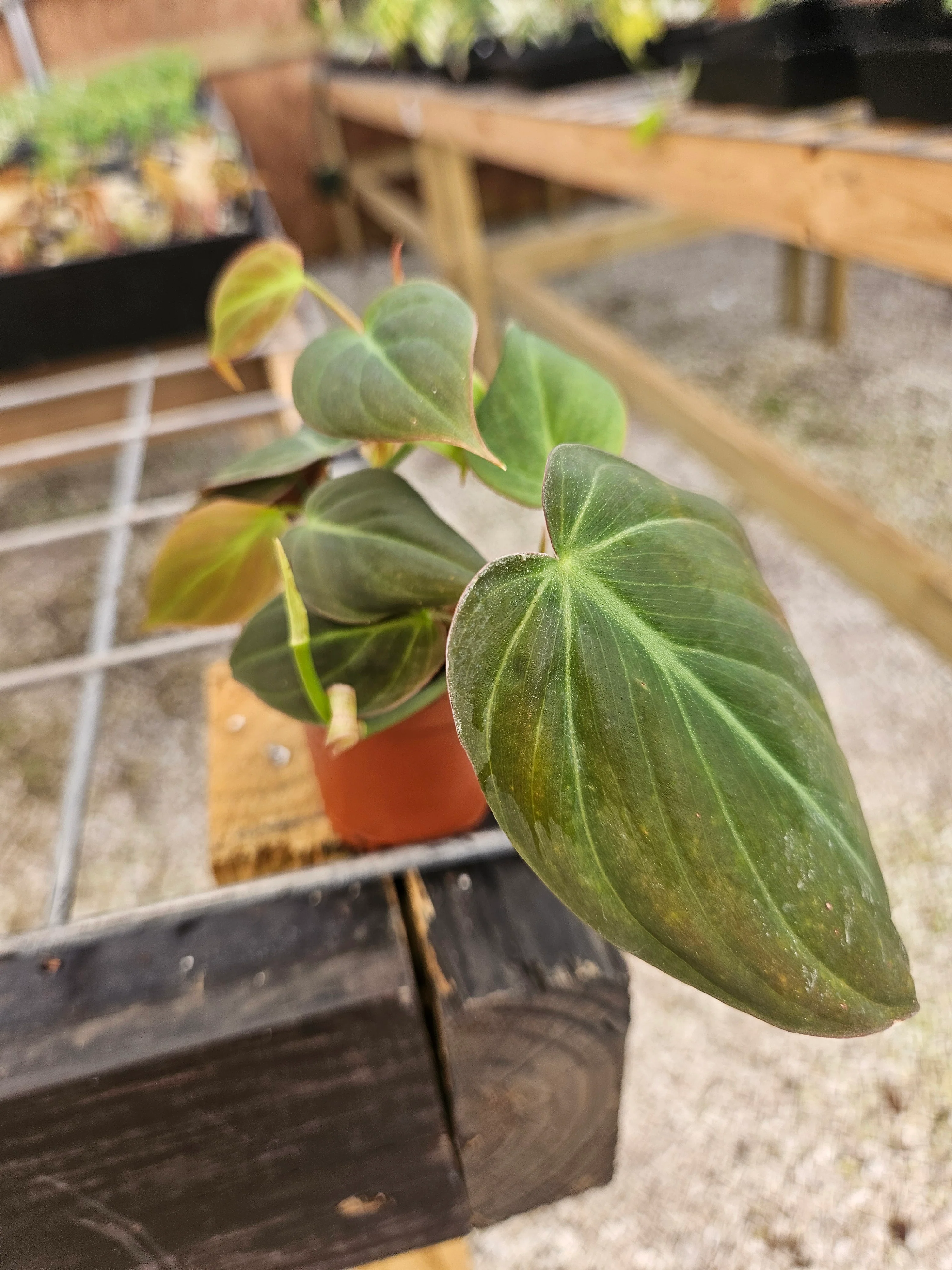 Philodendron Micans - Image 10