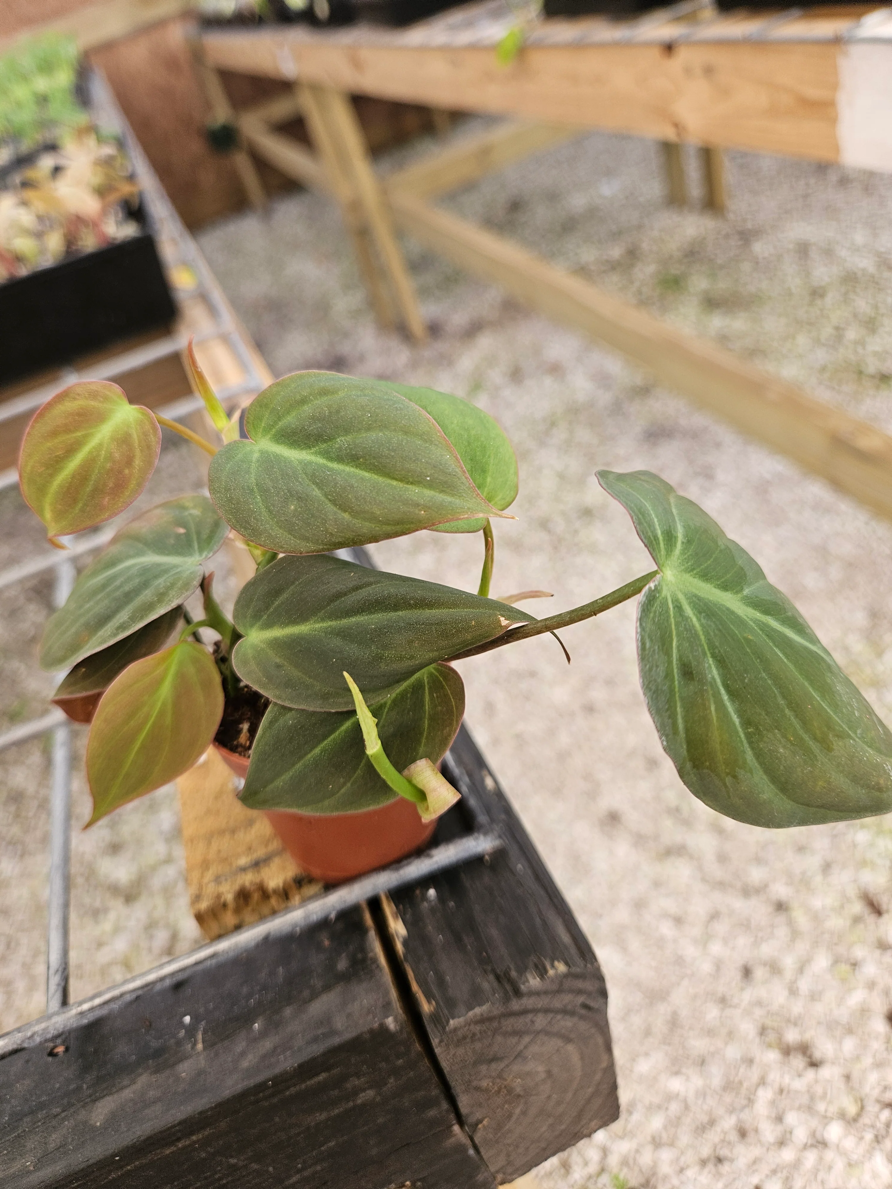 Philodendron Micans - Image 5