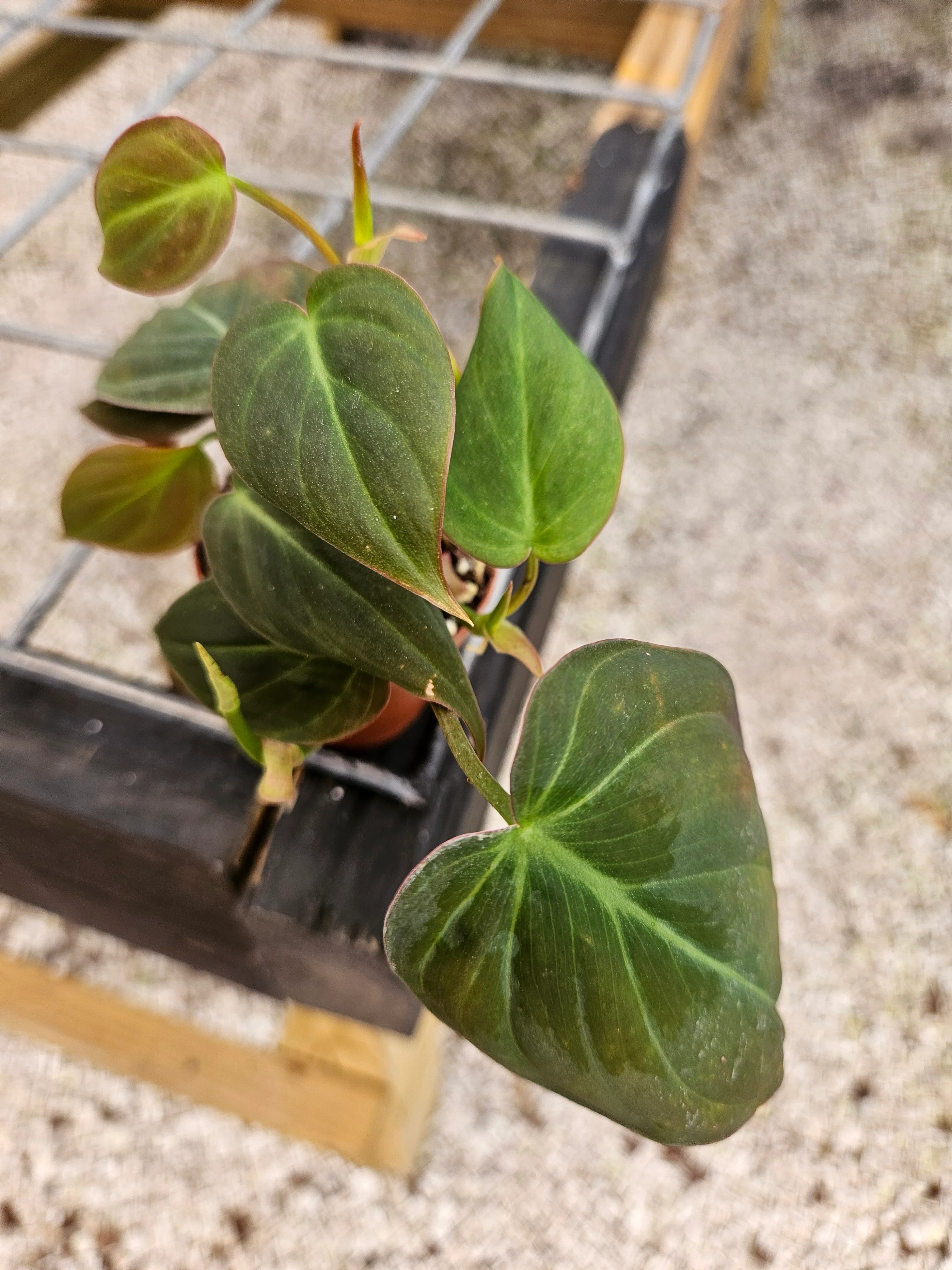 Philodendron Micans - Image 7