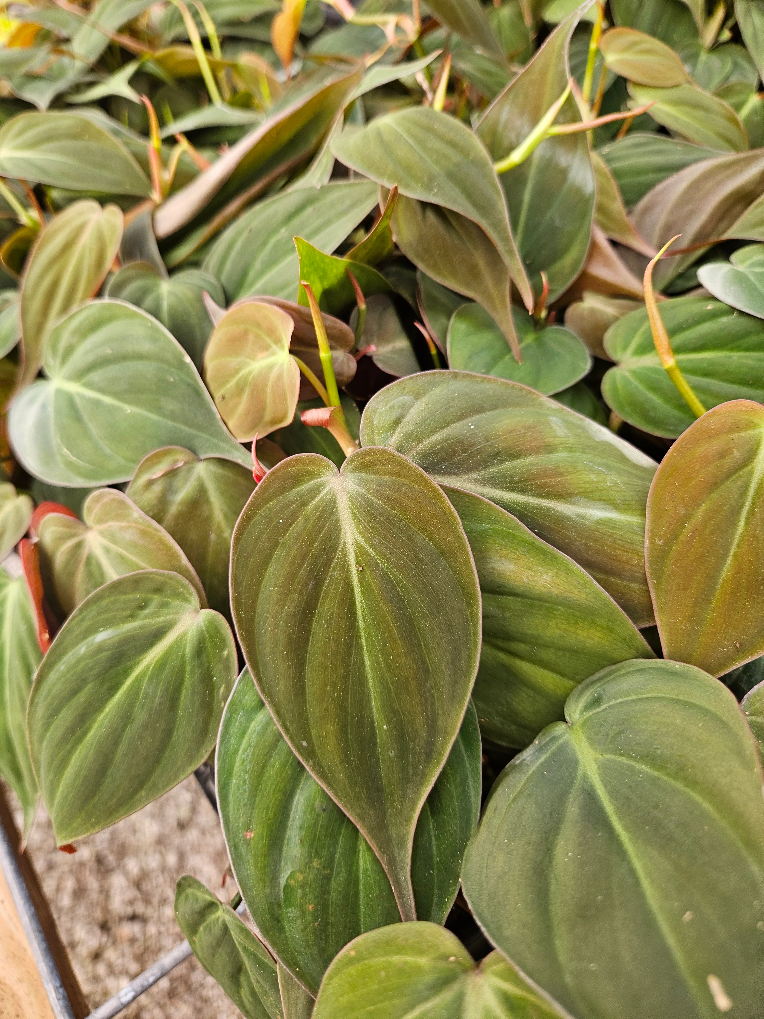 Philodendron Micans - Image 8