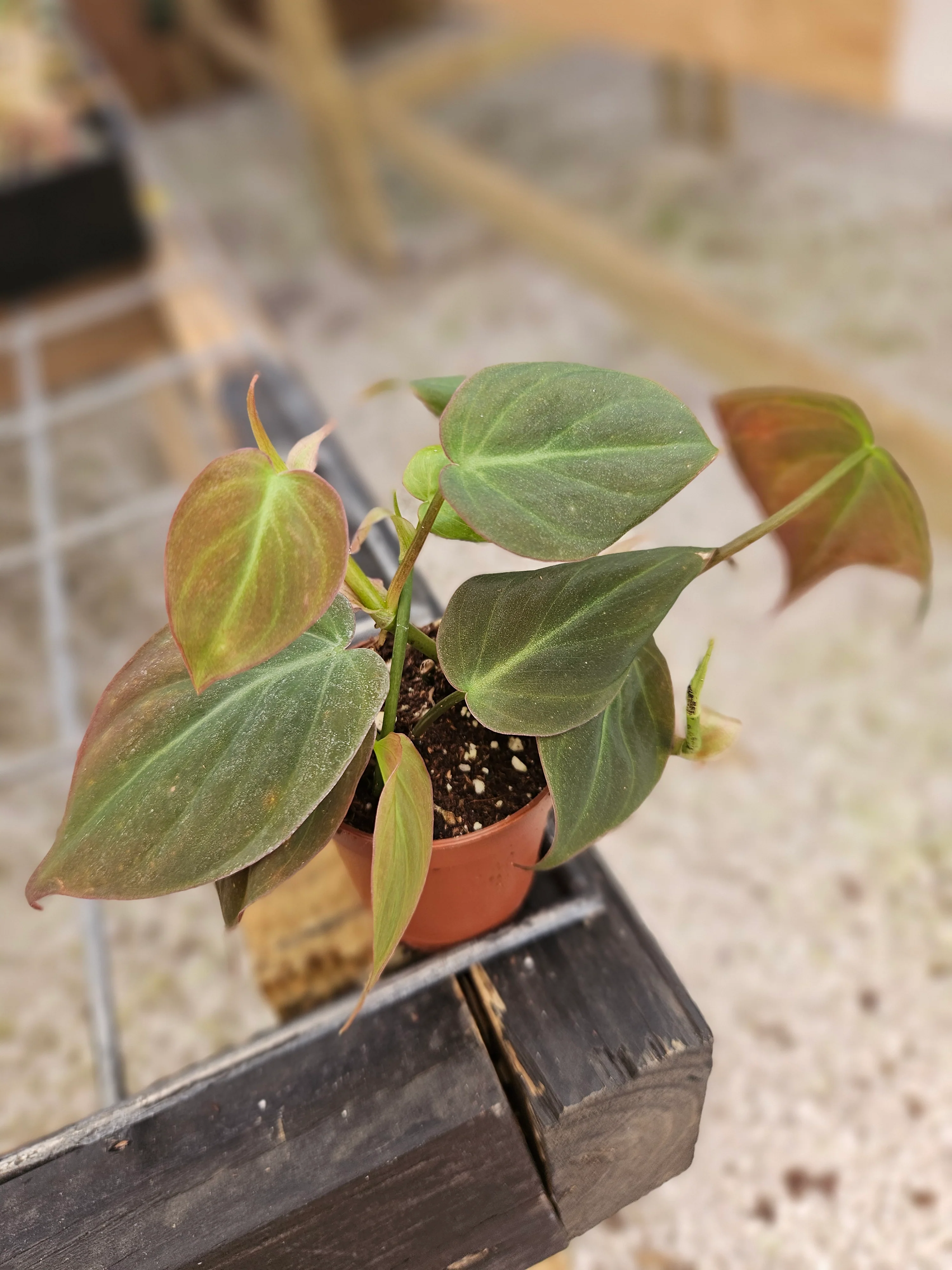 Philodendron Micans - Image 9