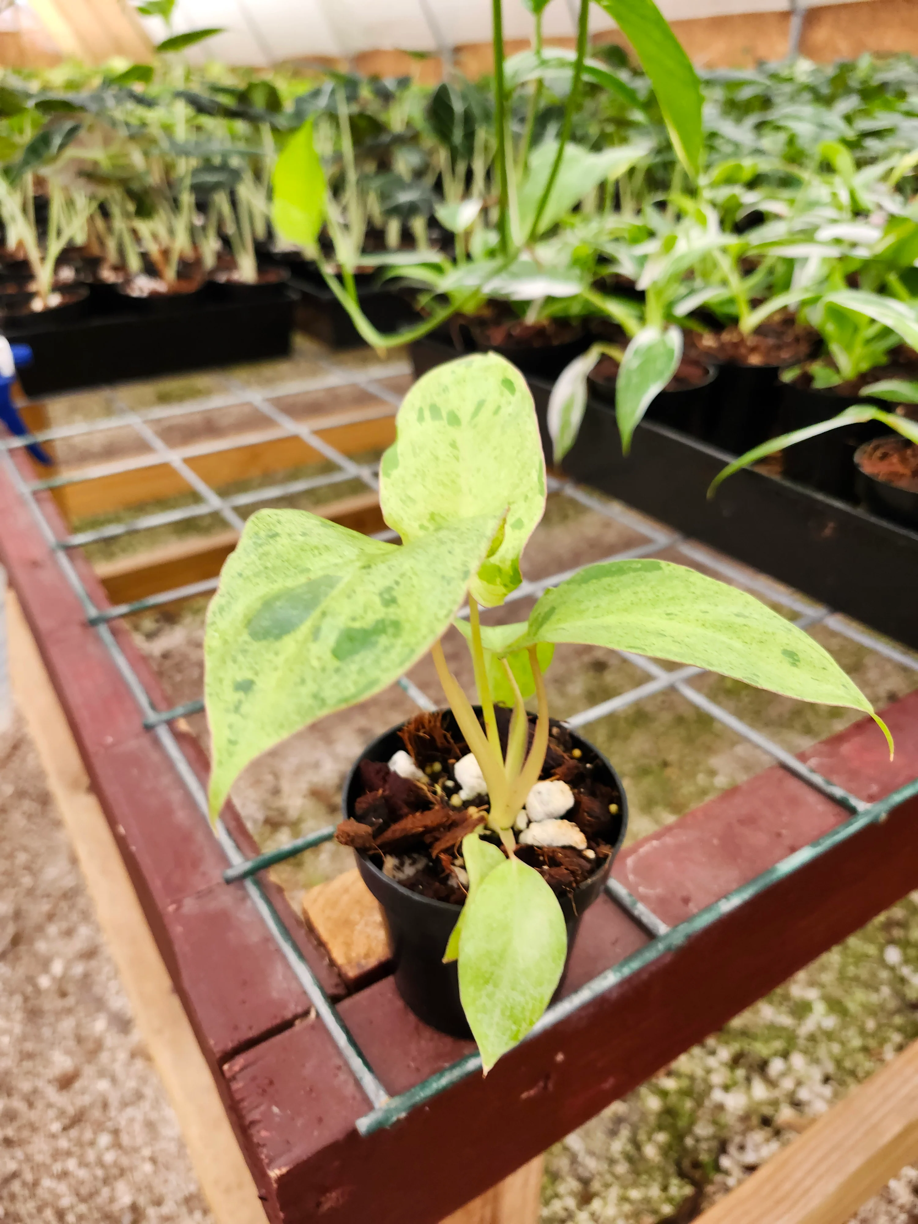 Philodendron Paraiso Verde - Image 3