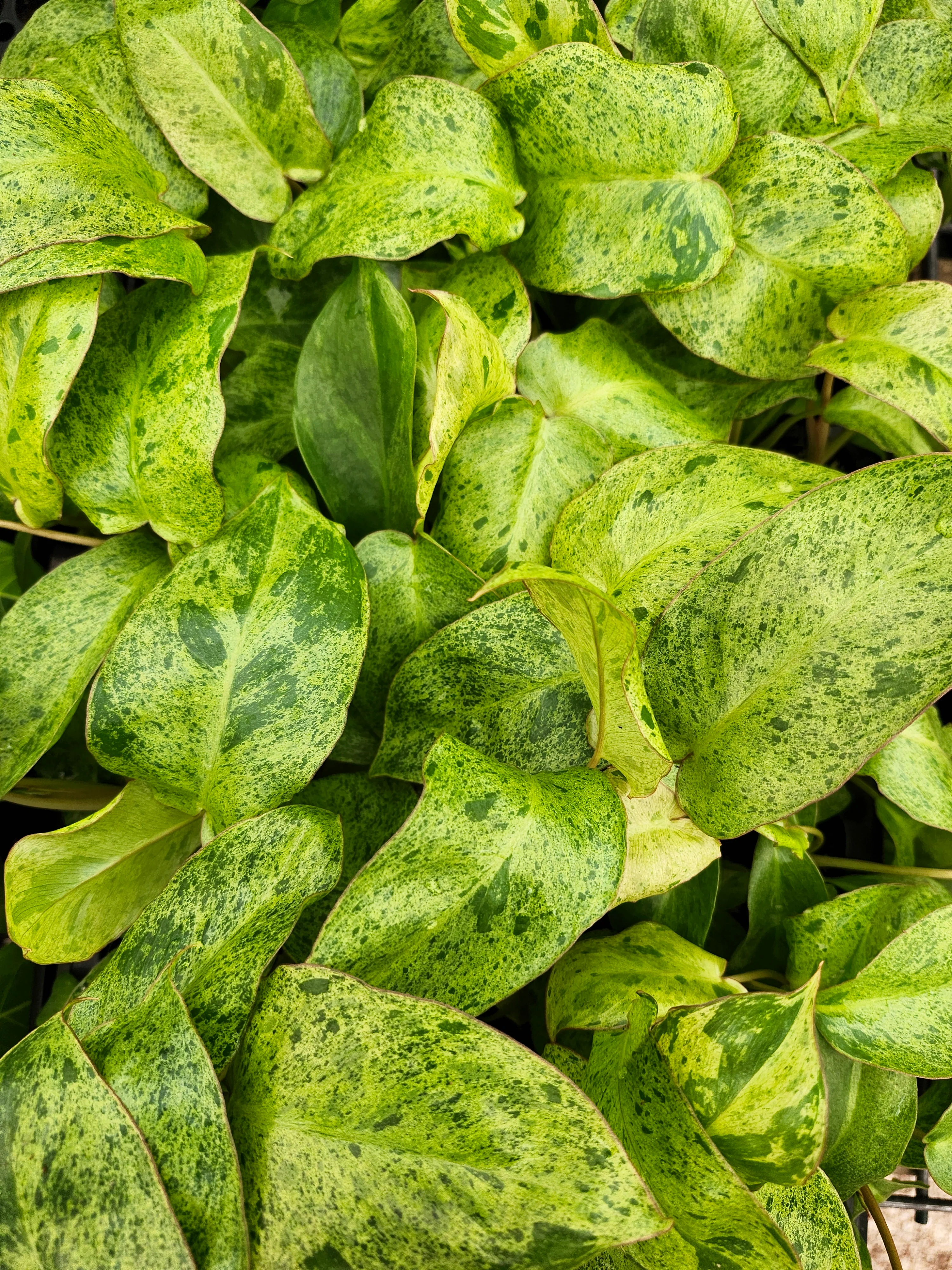 Philodendron Paraiso Verde - Image 4