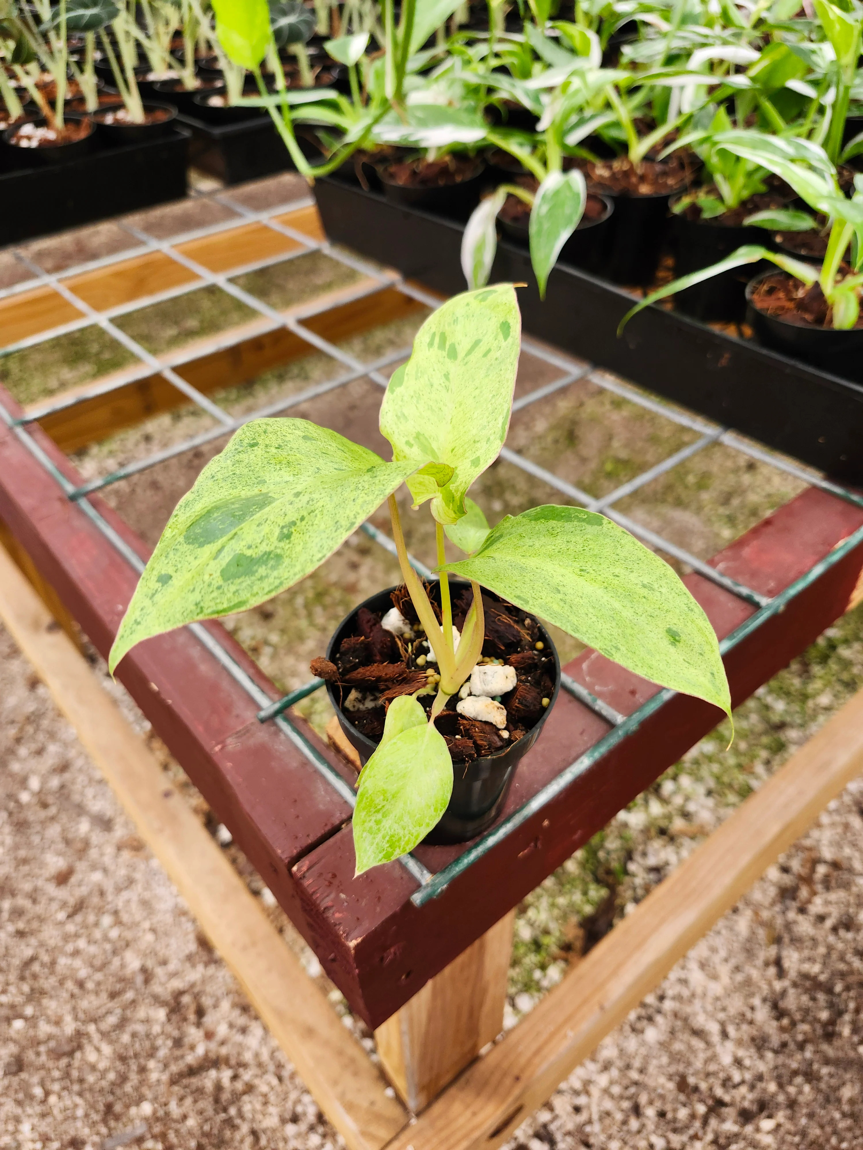 Philodendron Paraiso Verde - Image 5