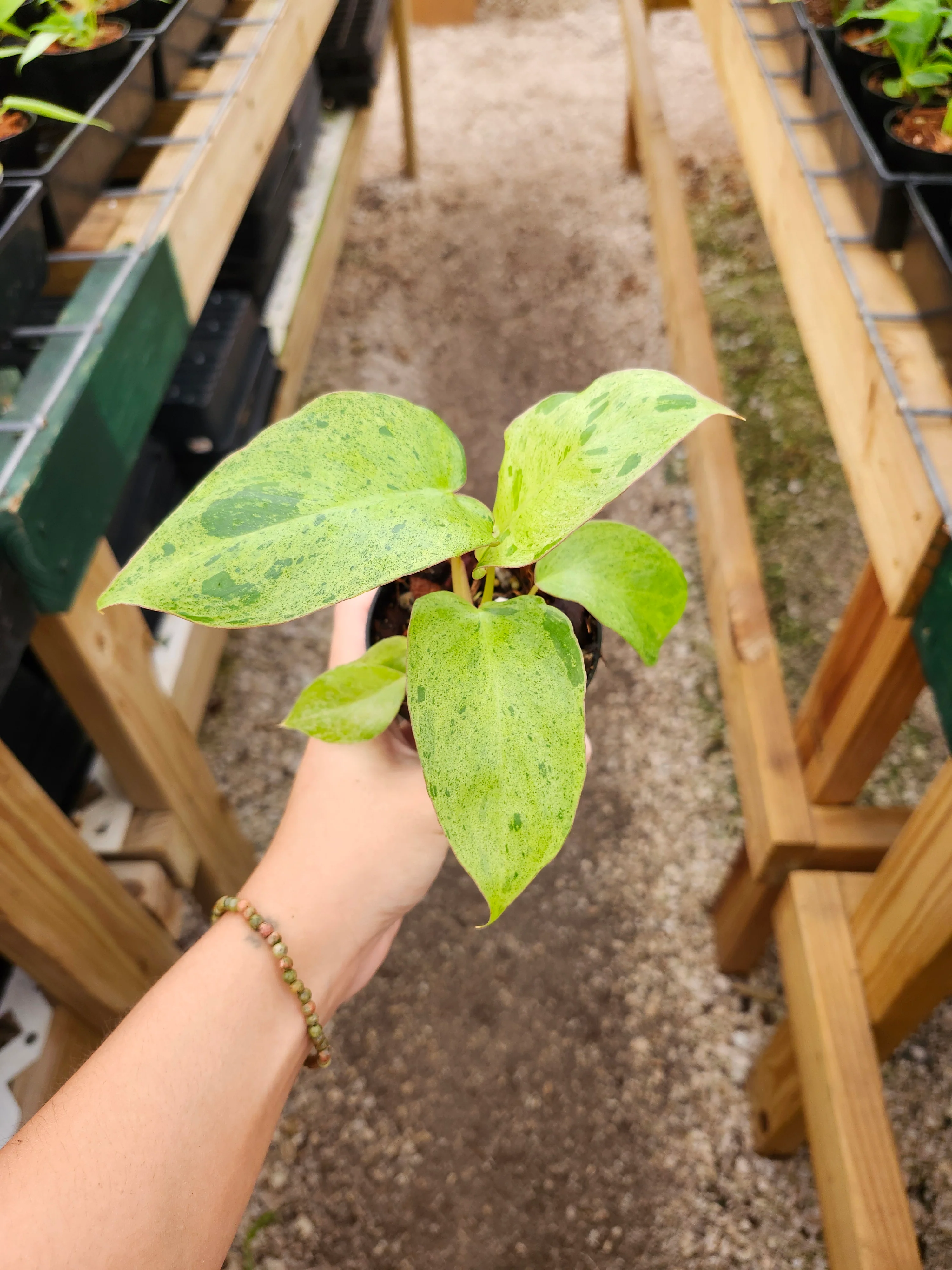 Philodendron Paraiso Verde - Image 6