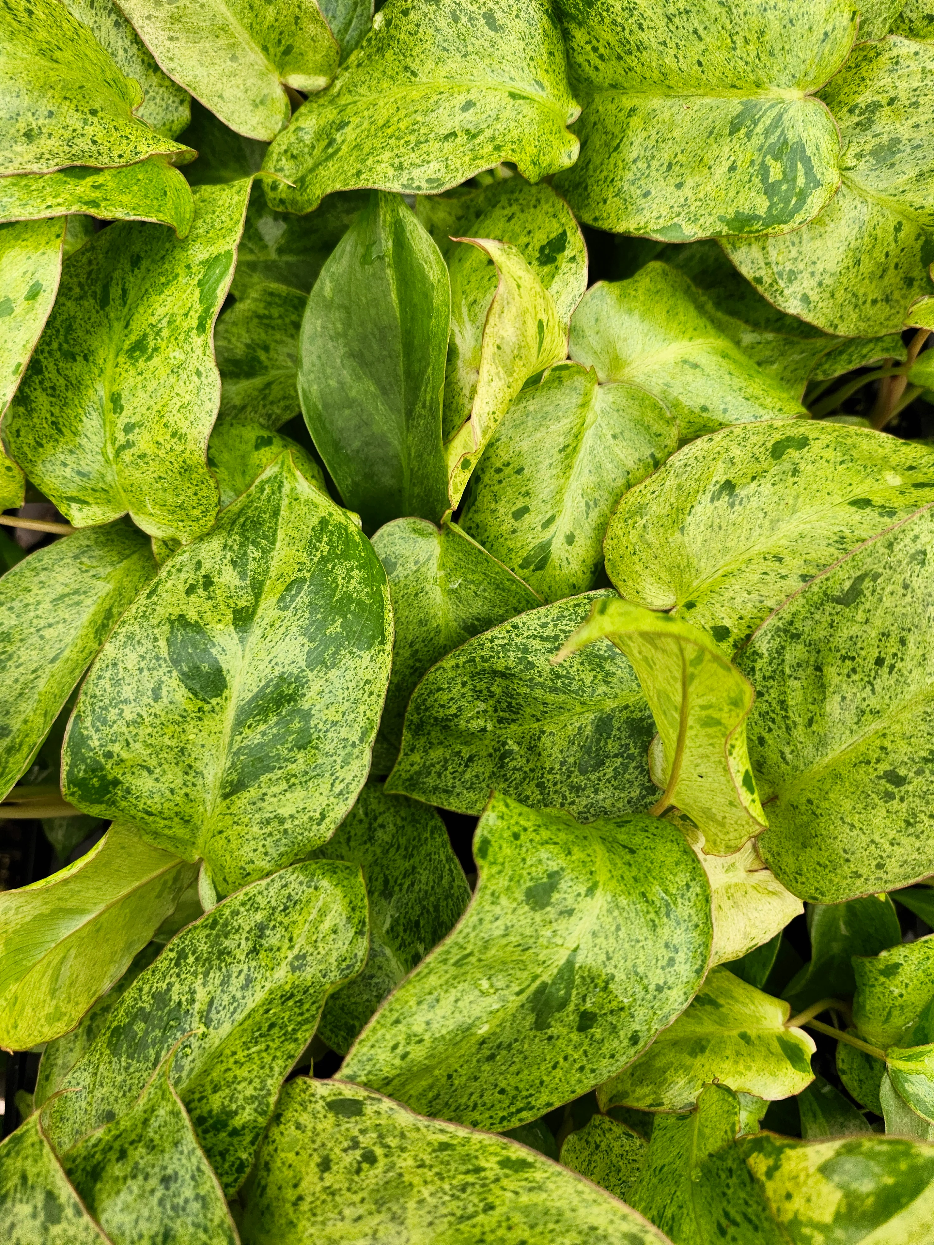 Philodendron Paraiso Verde - Image 7