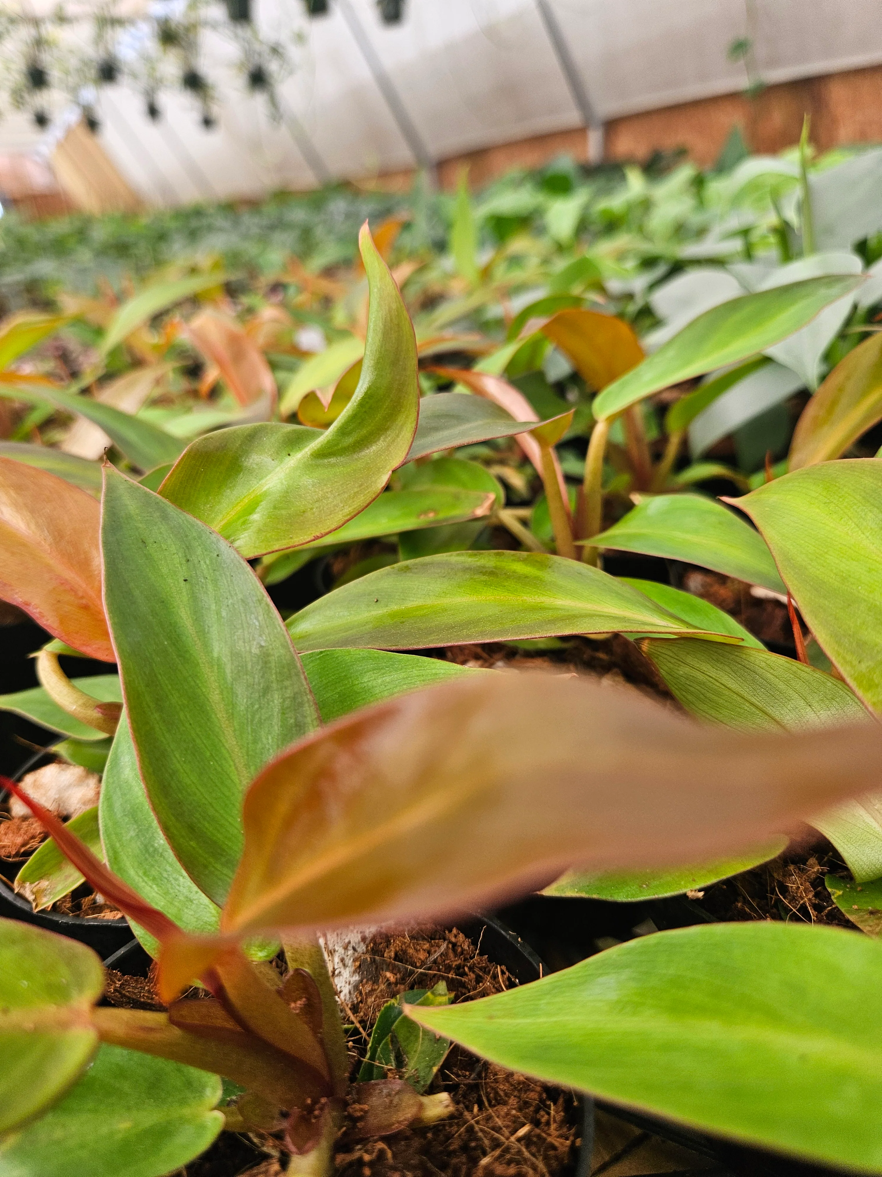 Philodendron Red Sun - Image 10