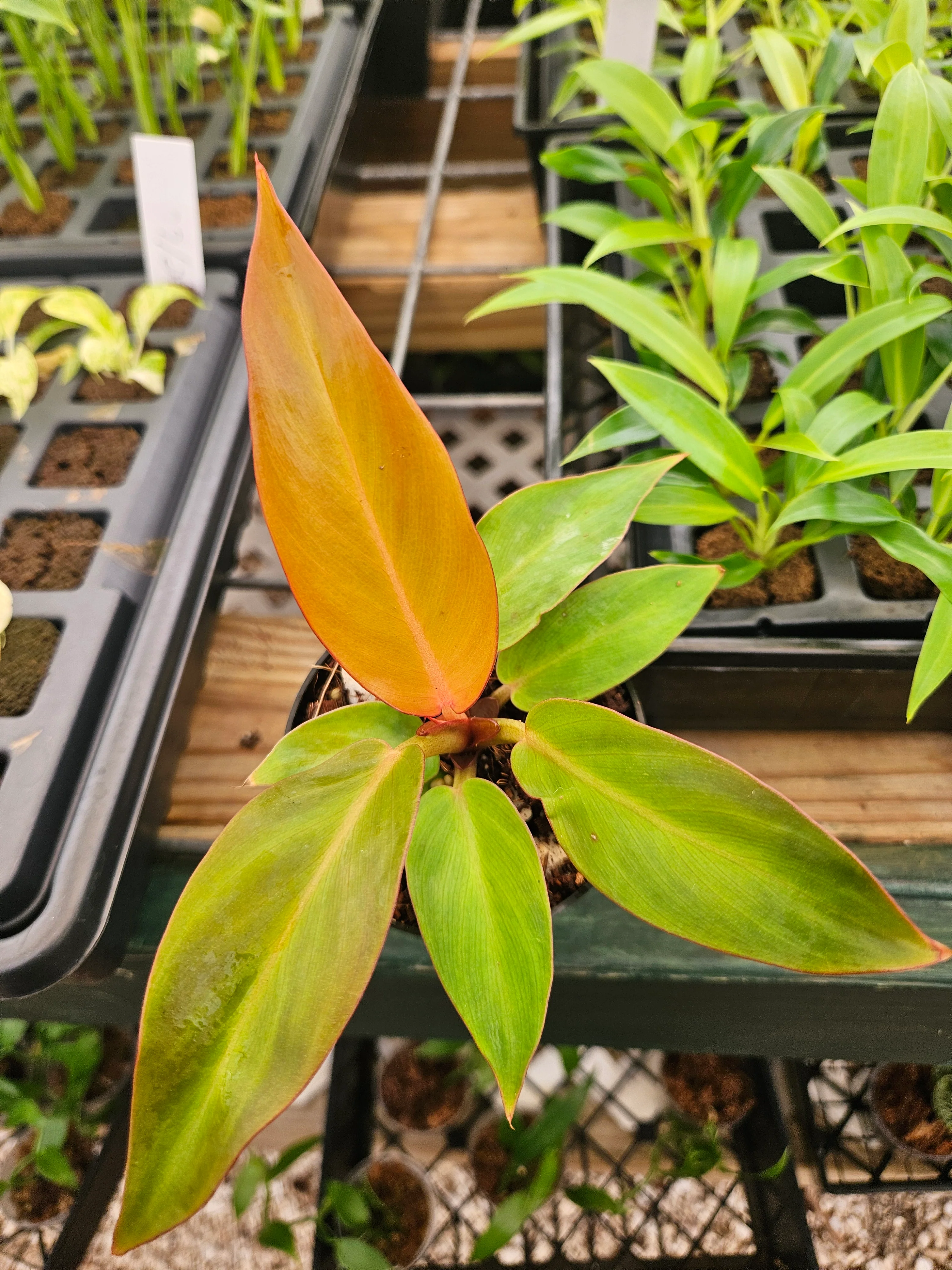 Philodendron Red Sun - Image 3