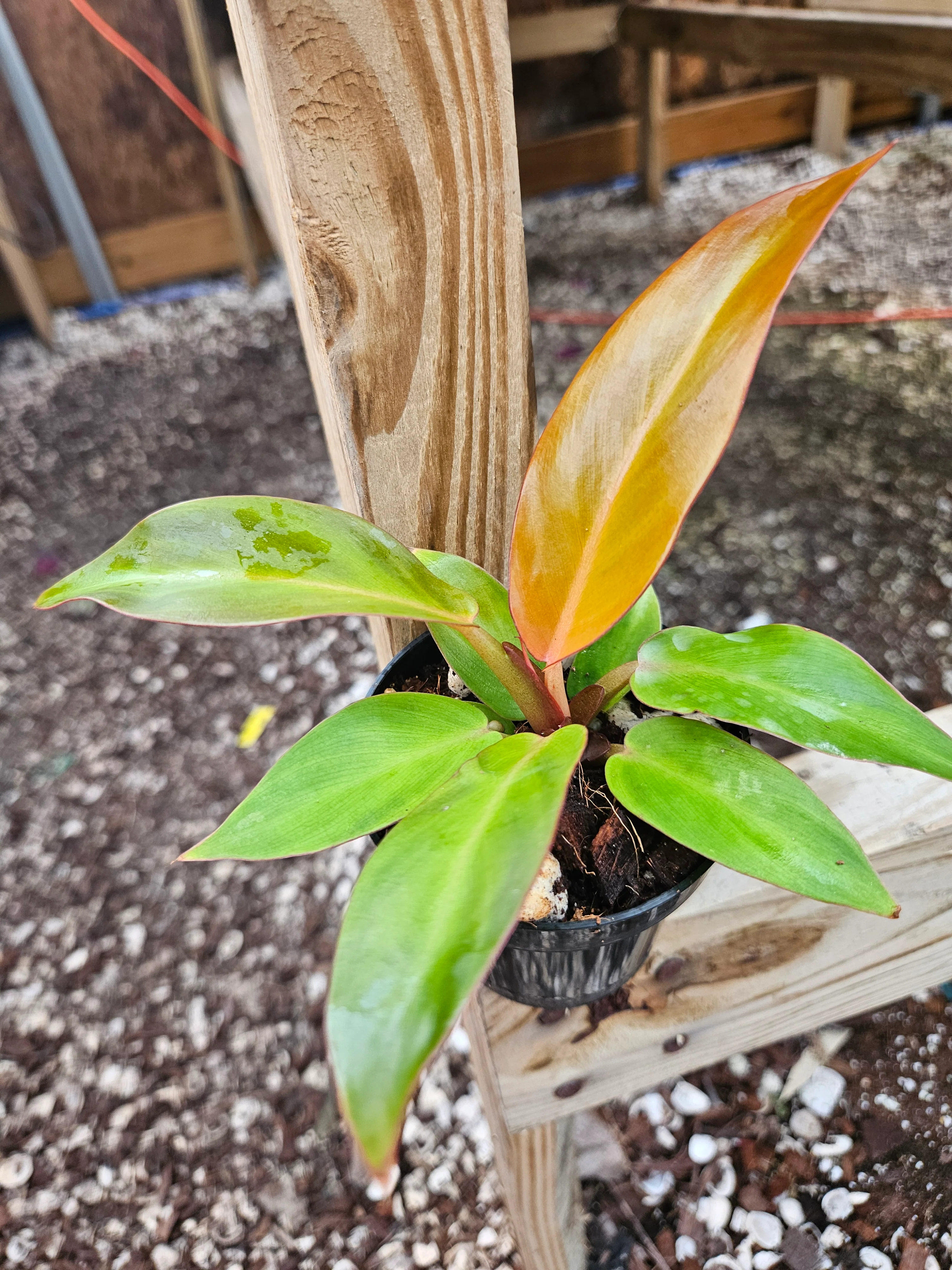 Philodendron Red Sun - Image 4