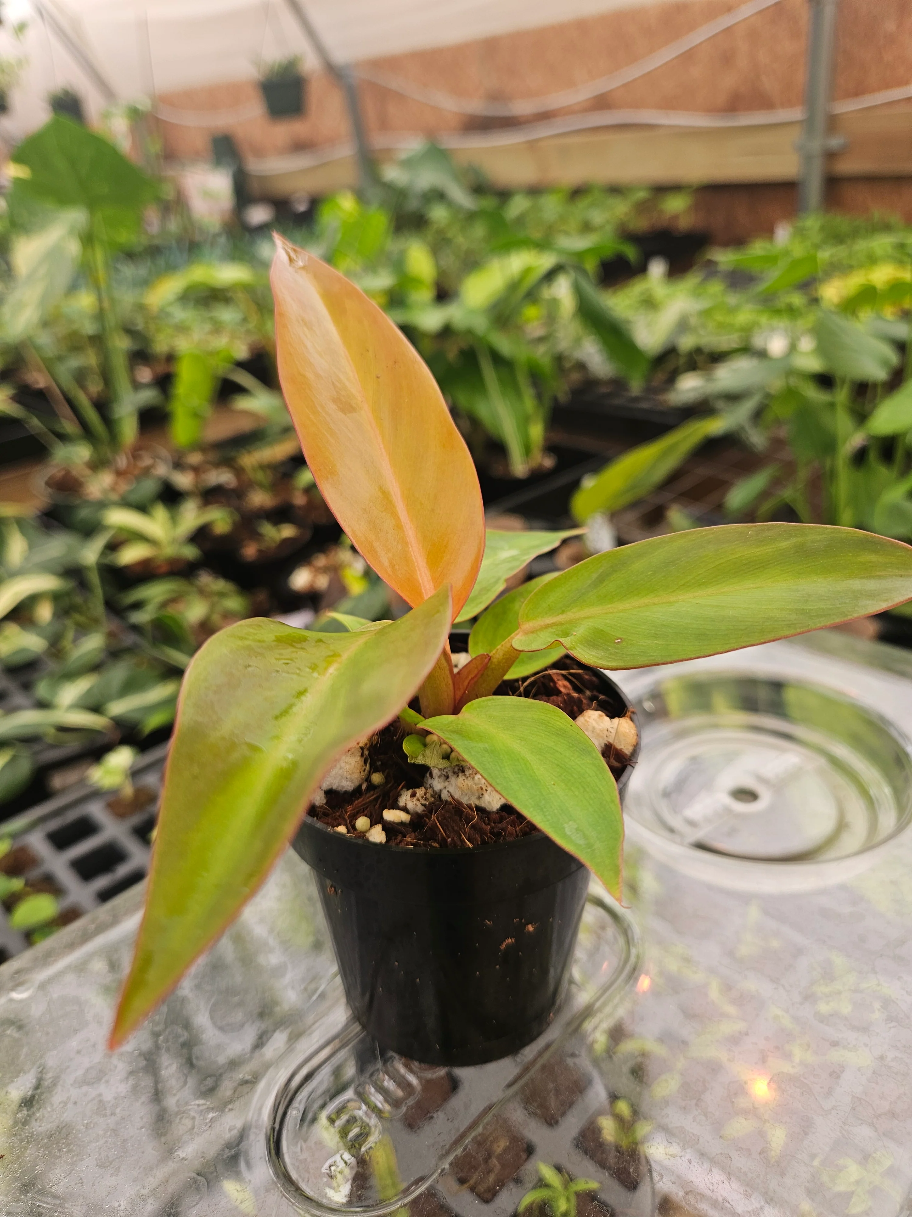 Philodendron Red Sun - Image 5