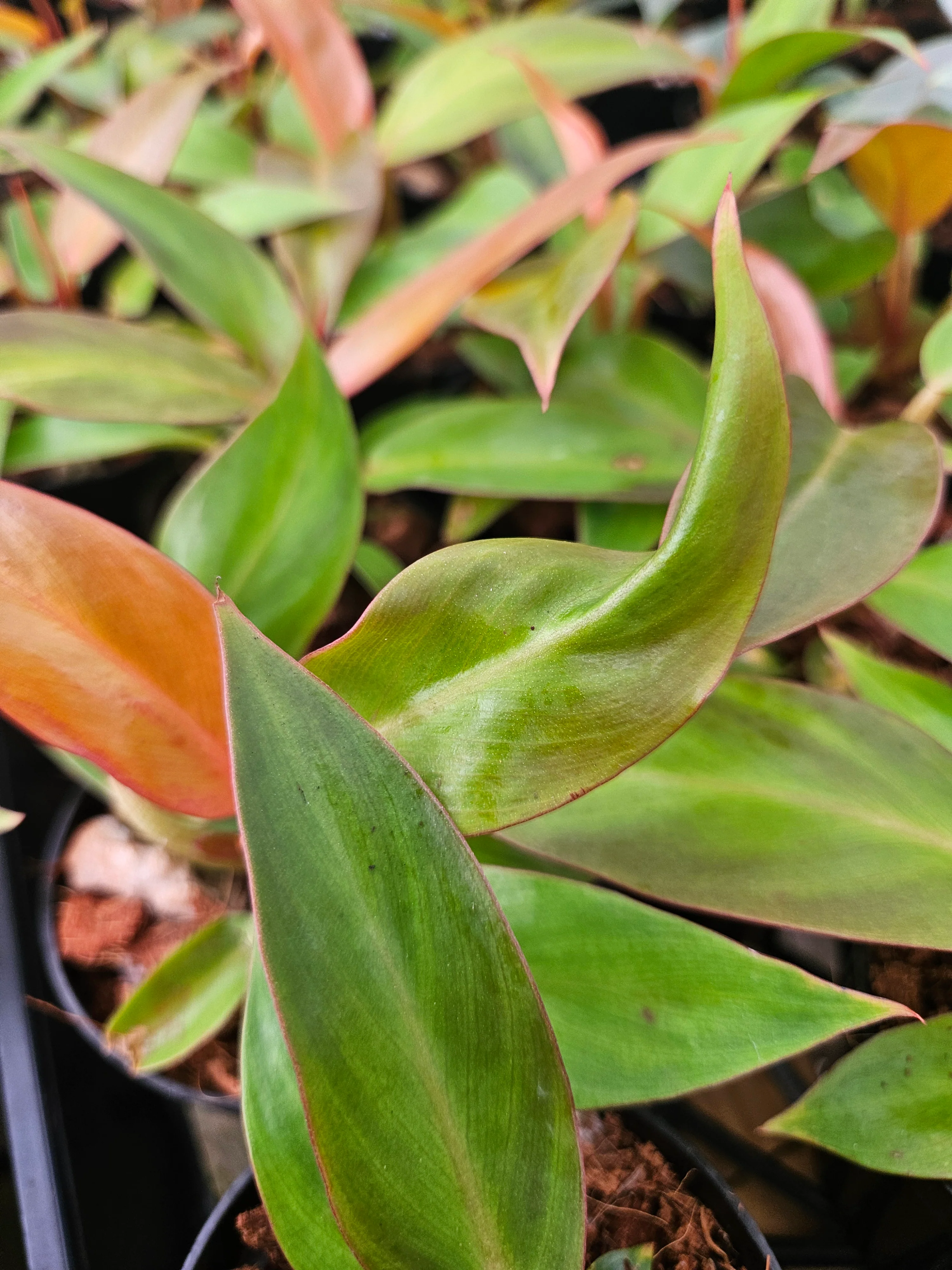 Philodendron Red Sun - Image 6