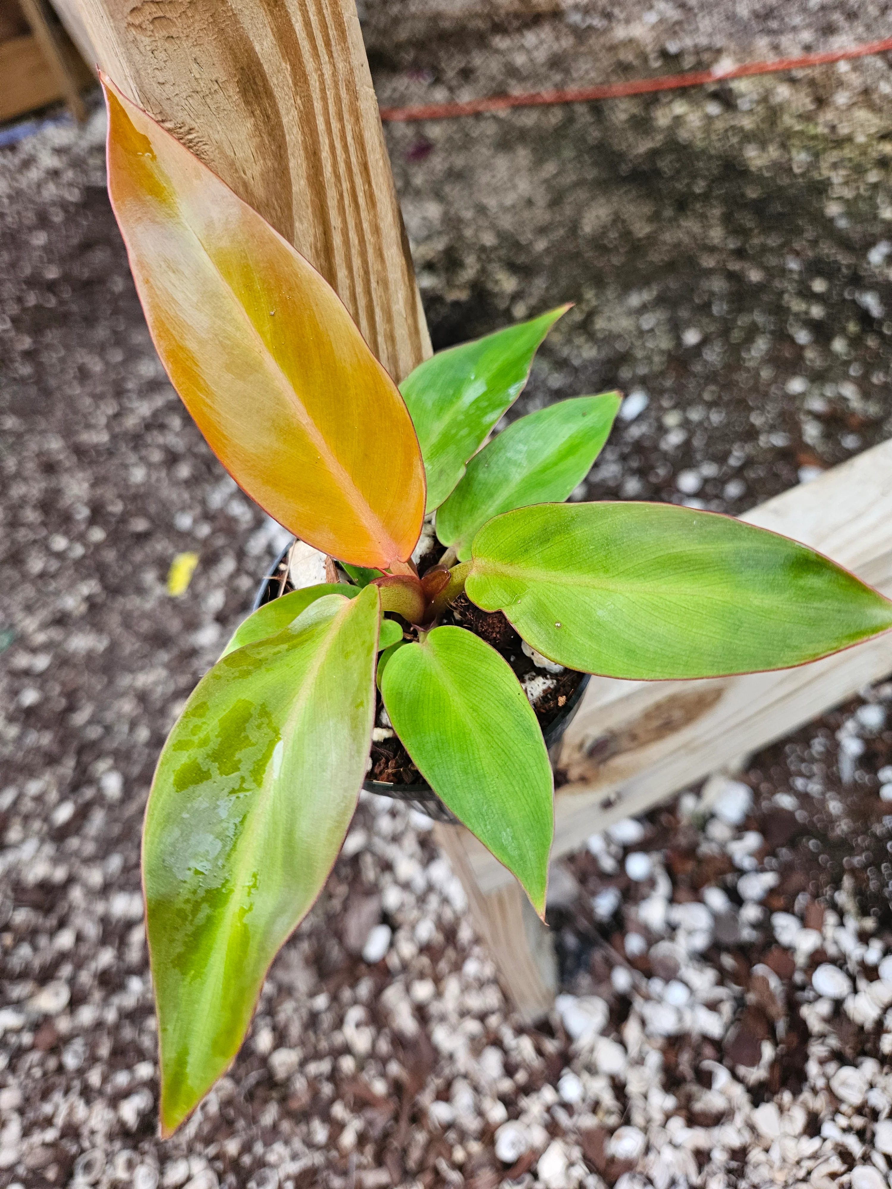 Philodendron Red Sun - Image 7