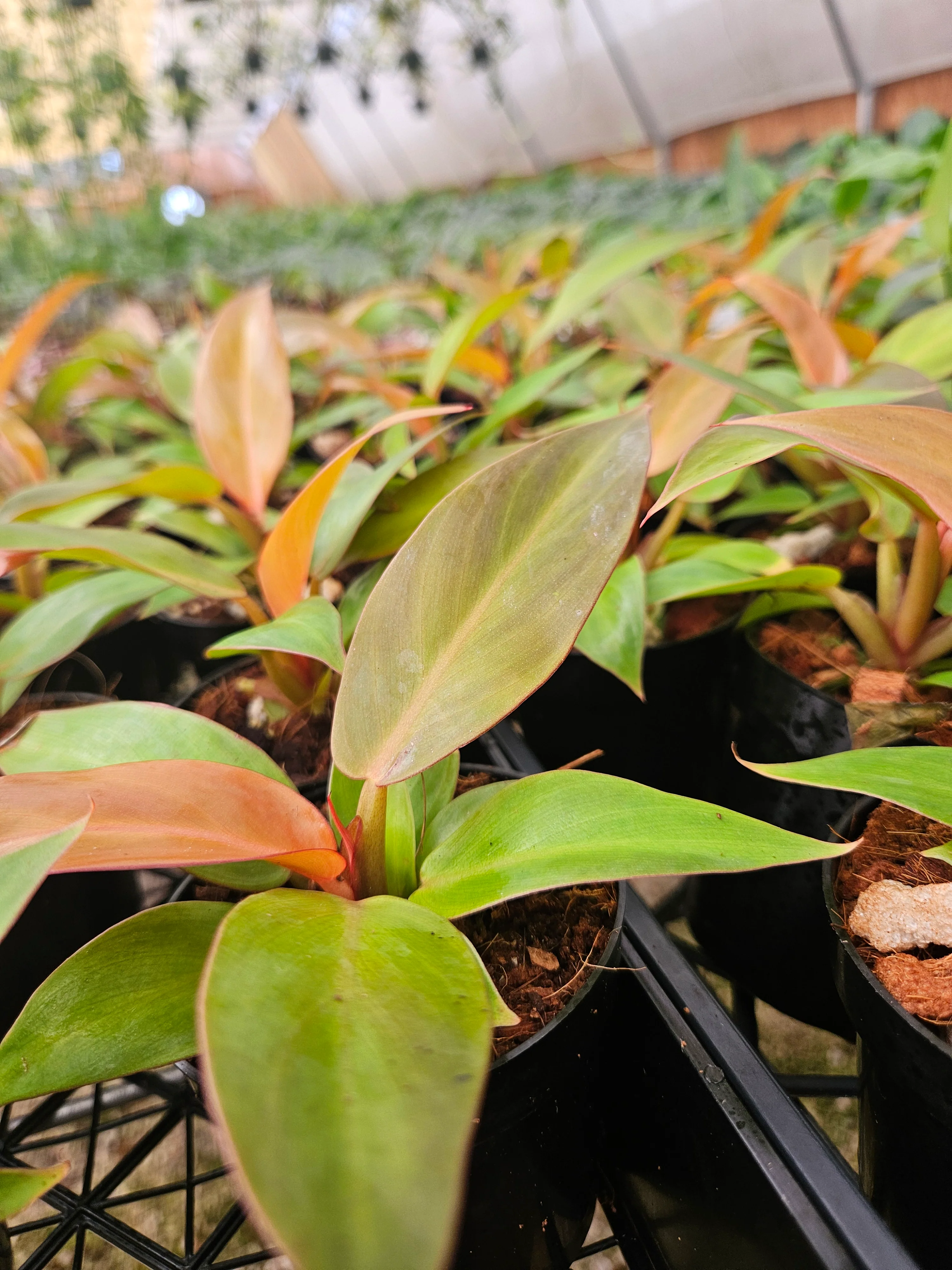 Philodendron Red Sun - Image 8