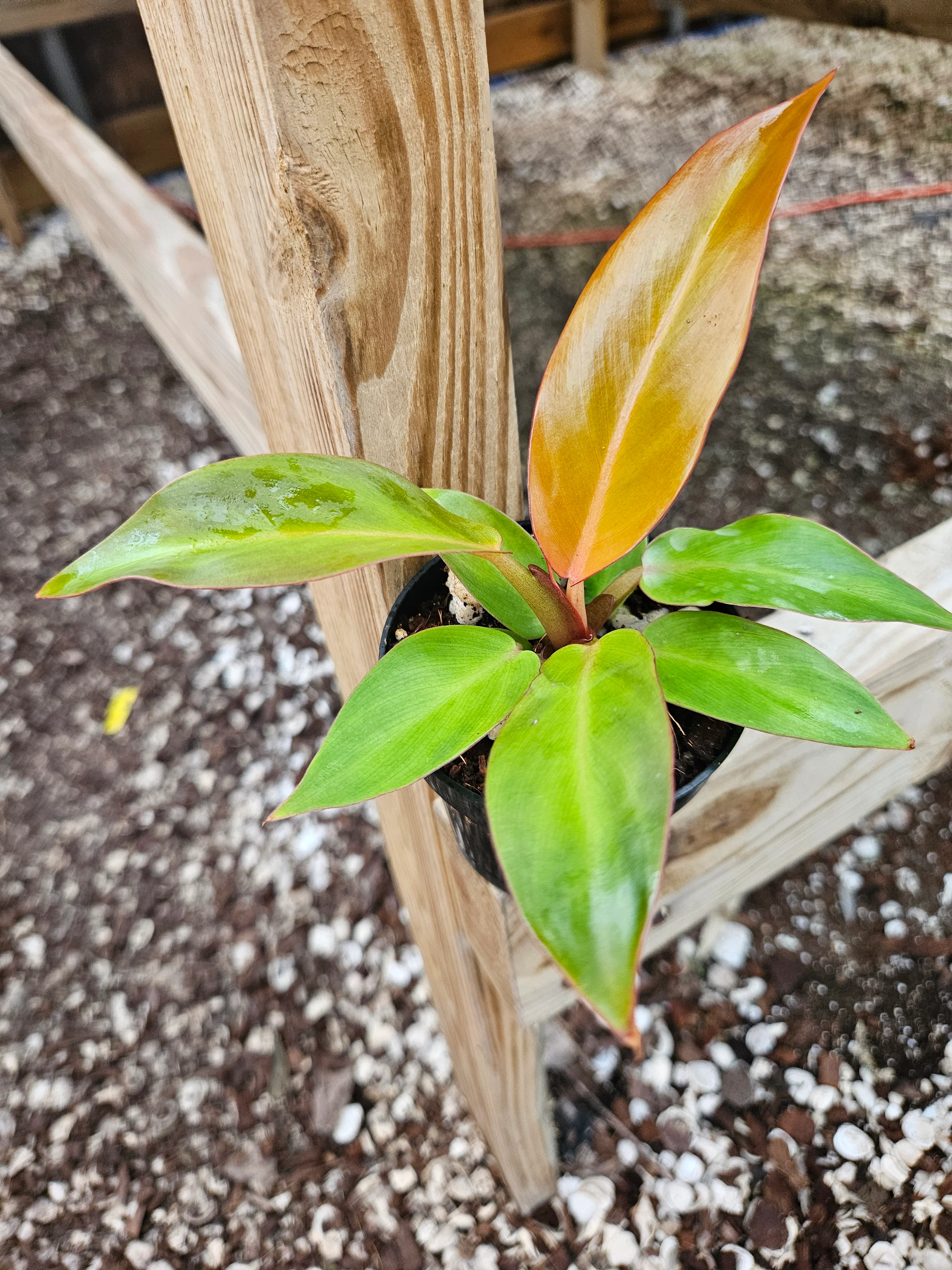 Philodendron Red Sun - Image 9