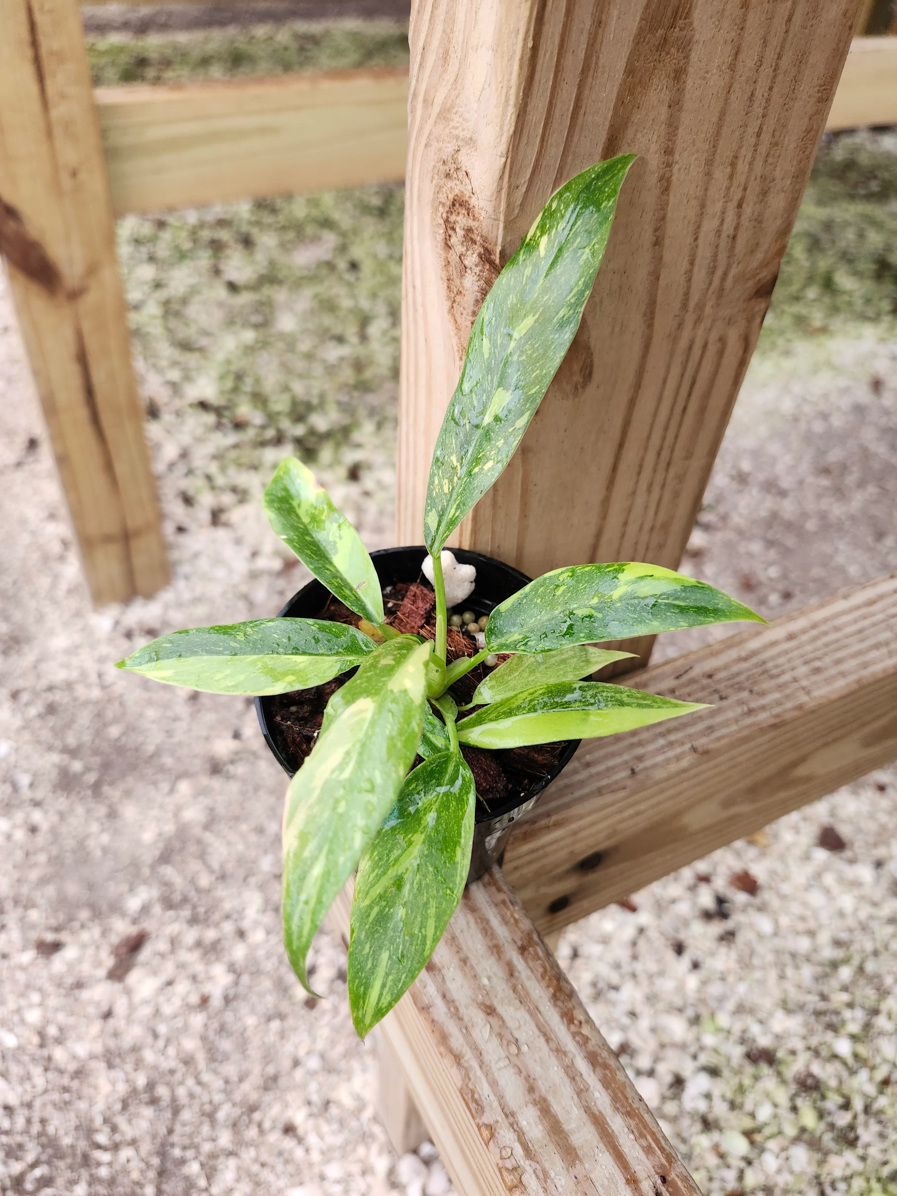 Philodendron Ring of Fire - Image 10