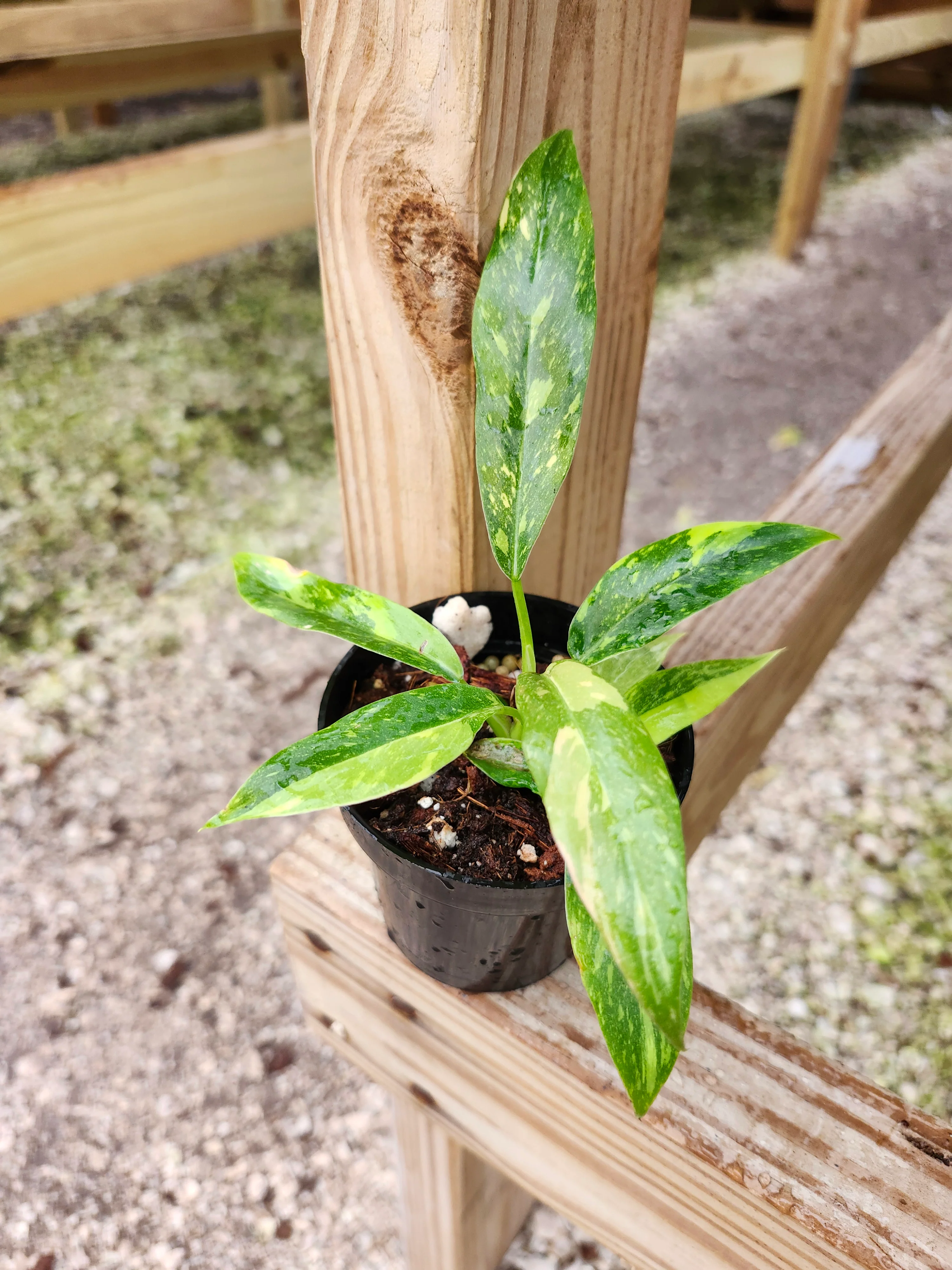 Philodendron Ring of Fire - Image 11