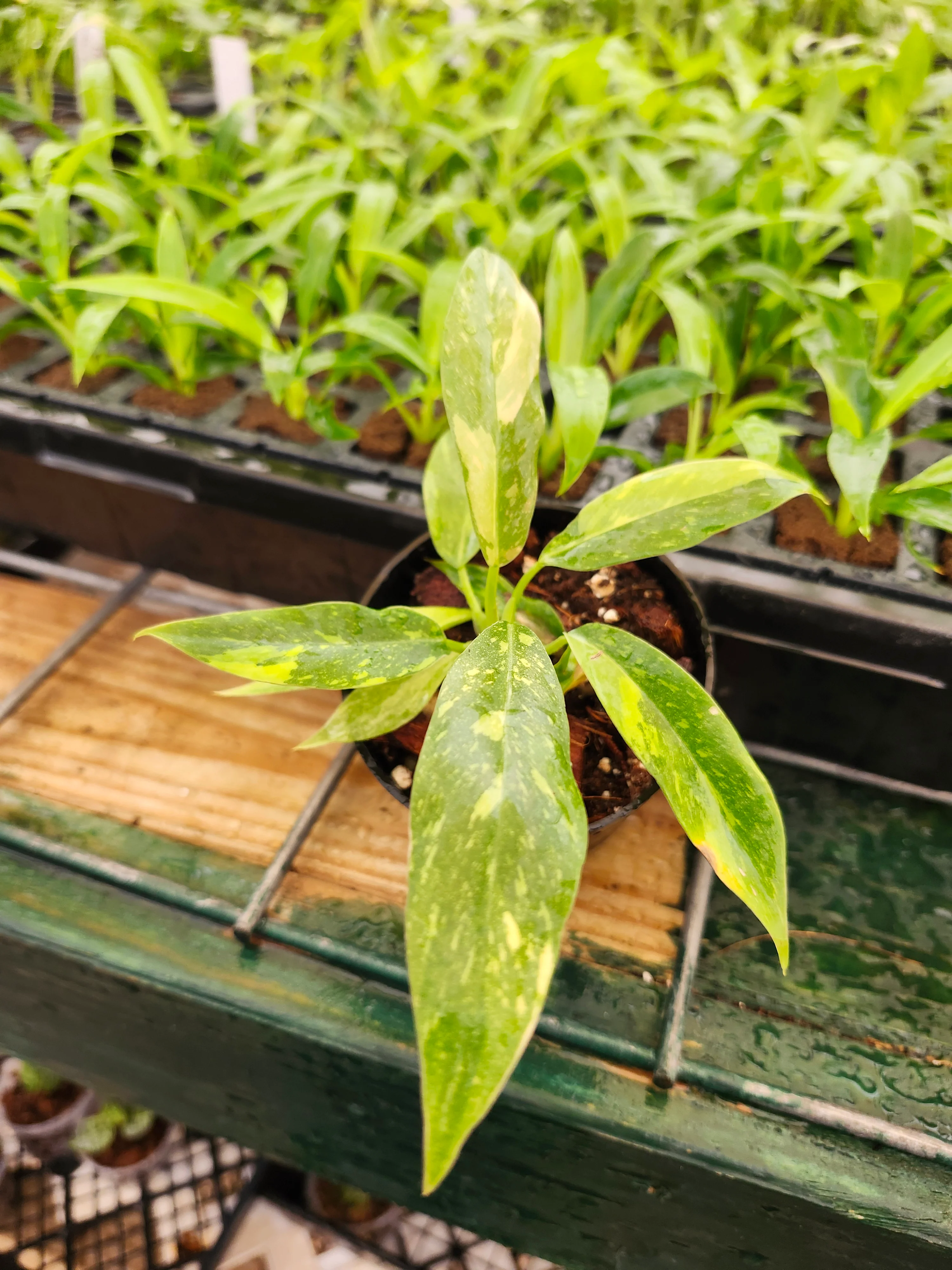 Philodendron Ring of Fire - Image 12