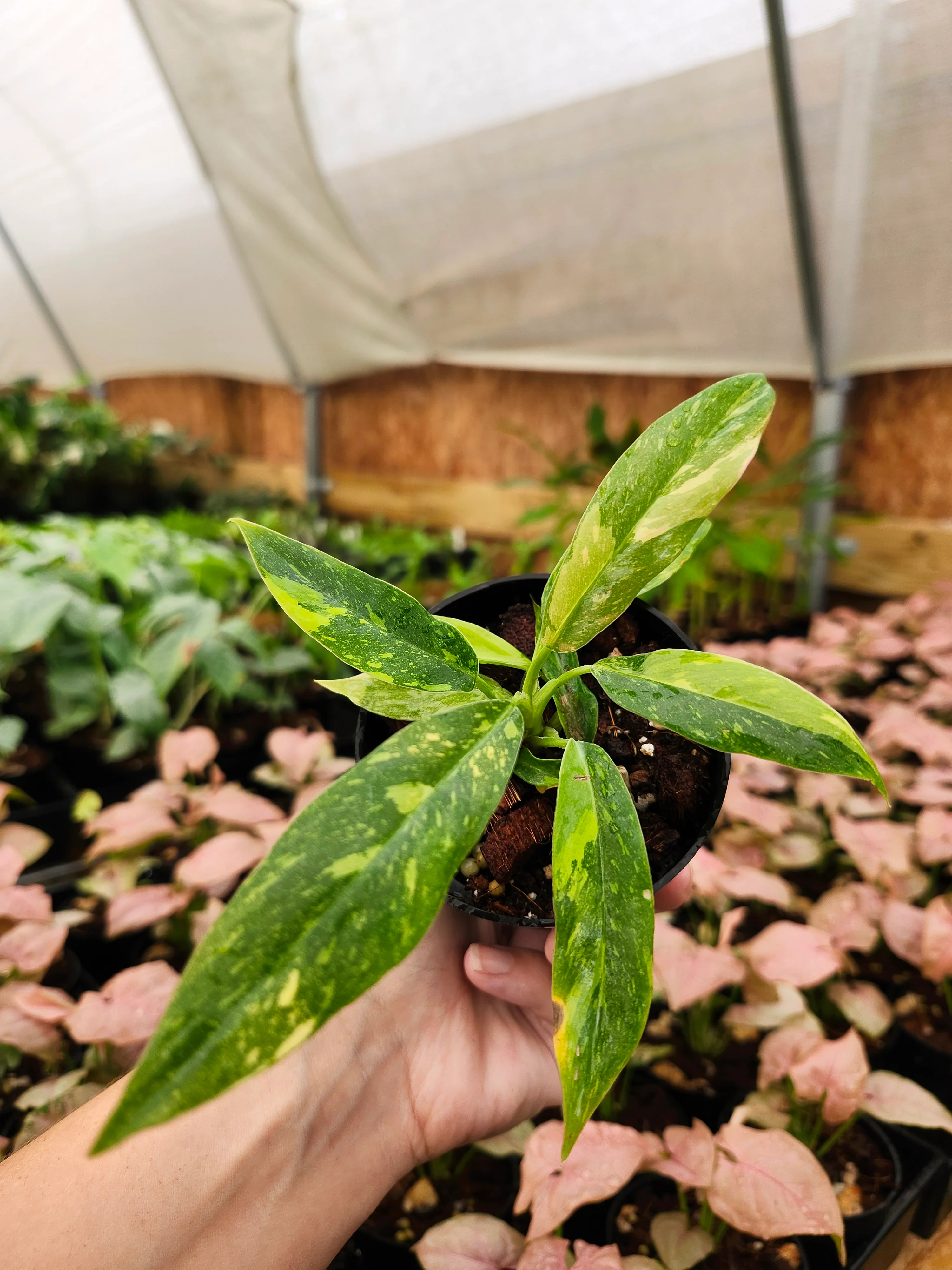 Philodendron Ring of Fire - Image 3