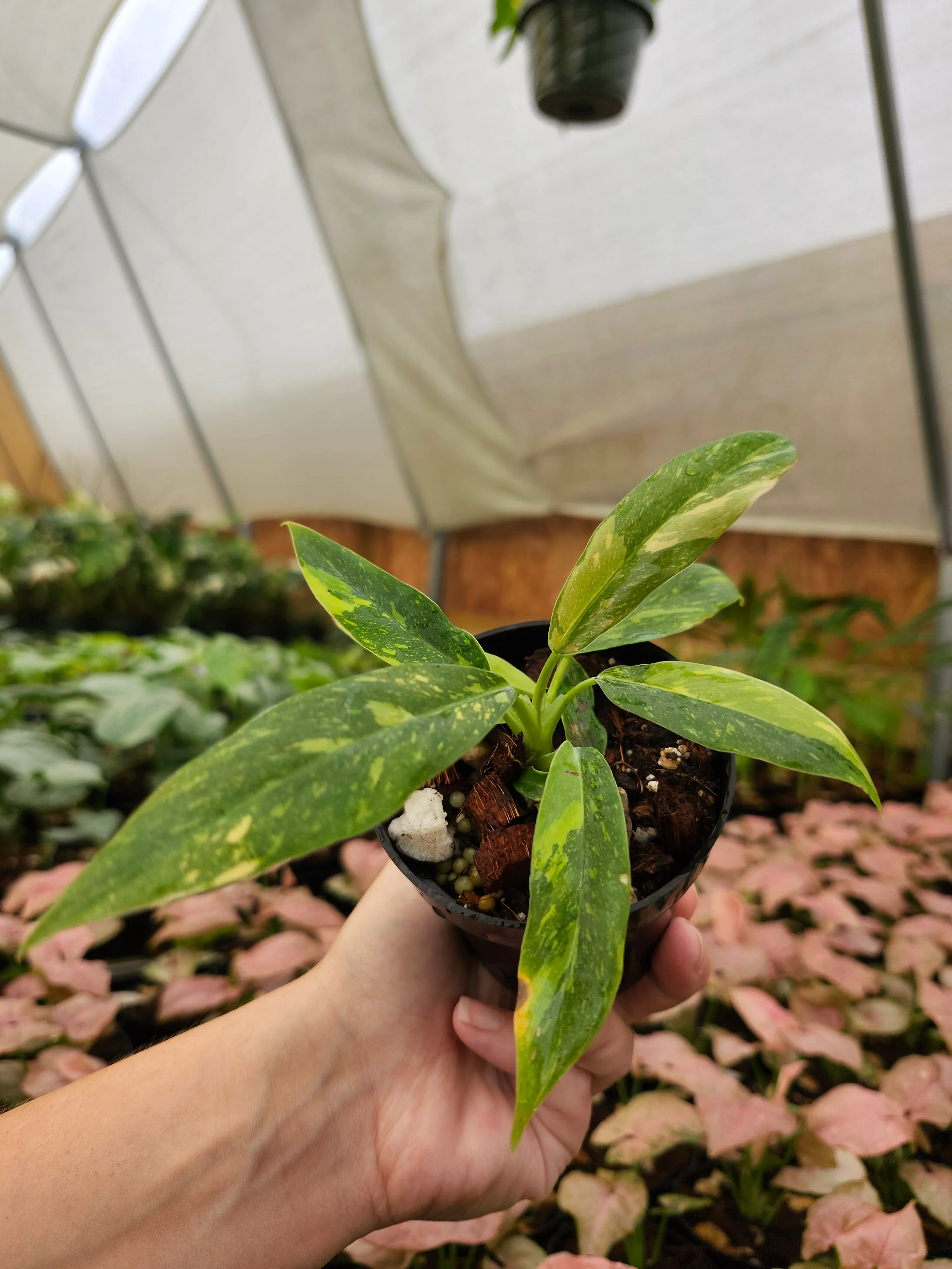 Philodendron Ring of Fire - Image 4