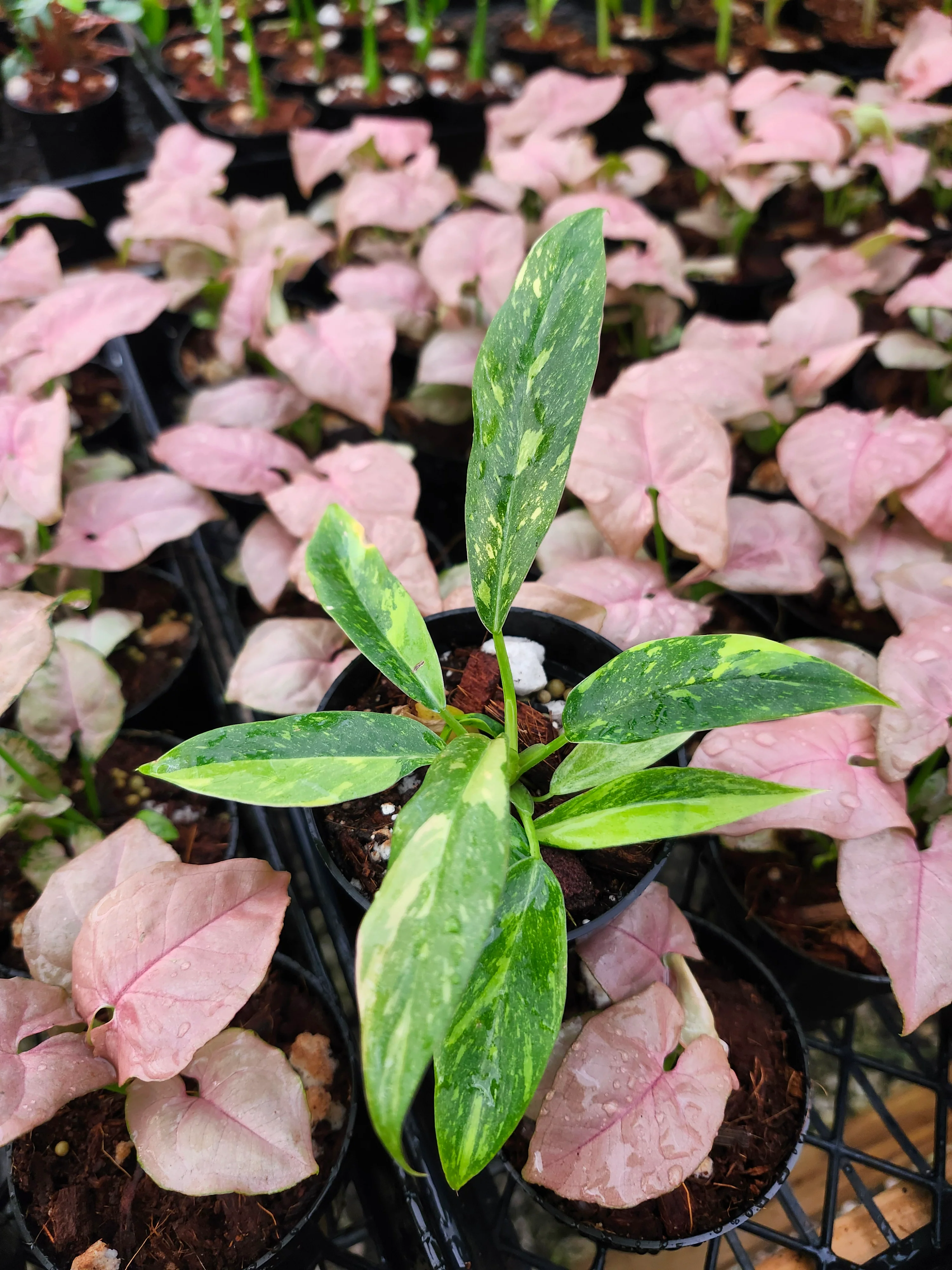 Philodendron Ring of Fire - Image 5