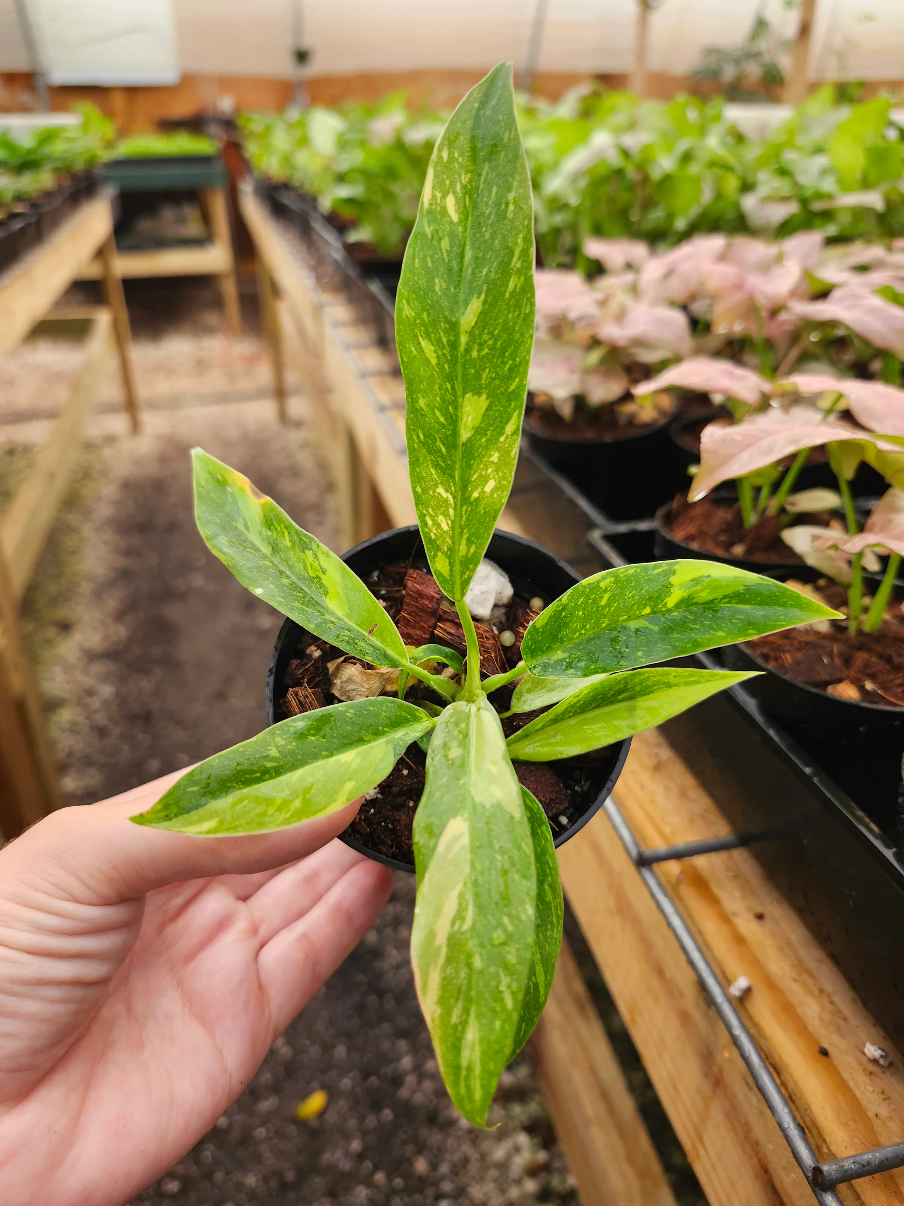 Philodendron Ring of Fire - Image 6
