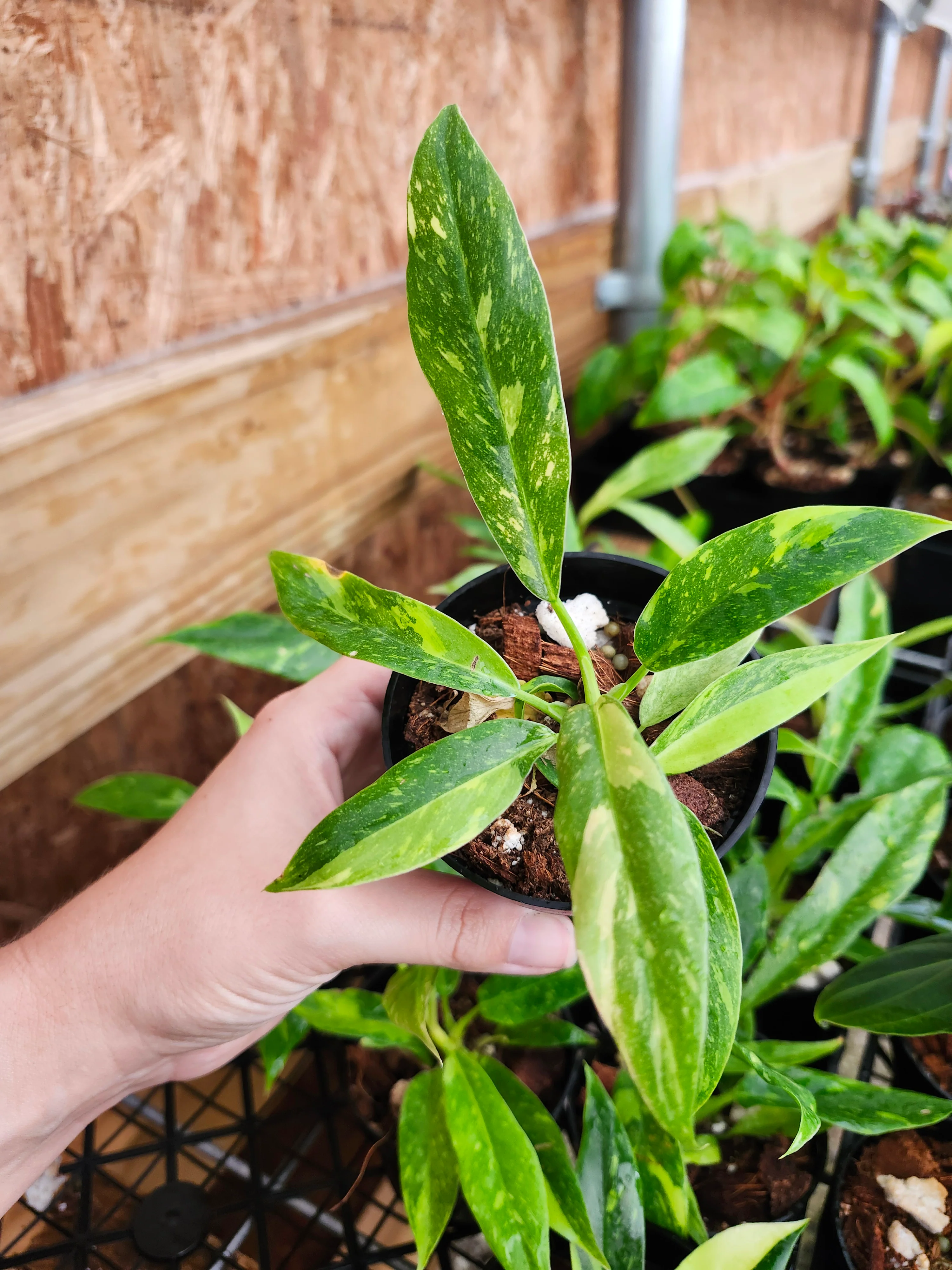 Philodendron Ring of Fire - Image 7