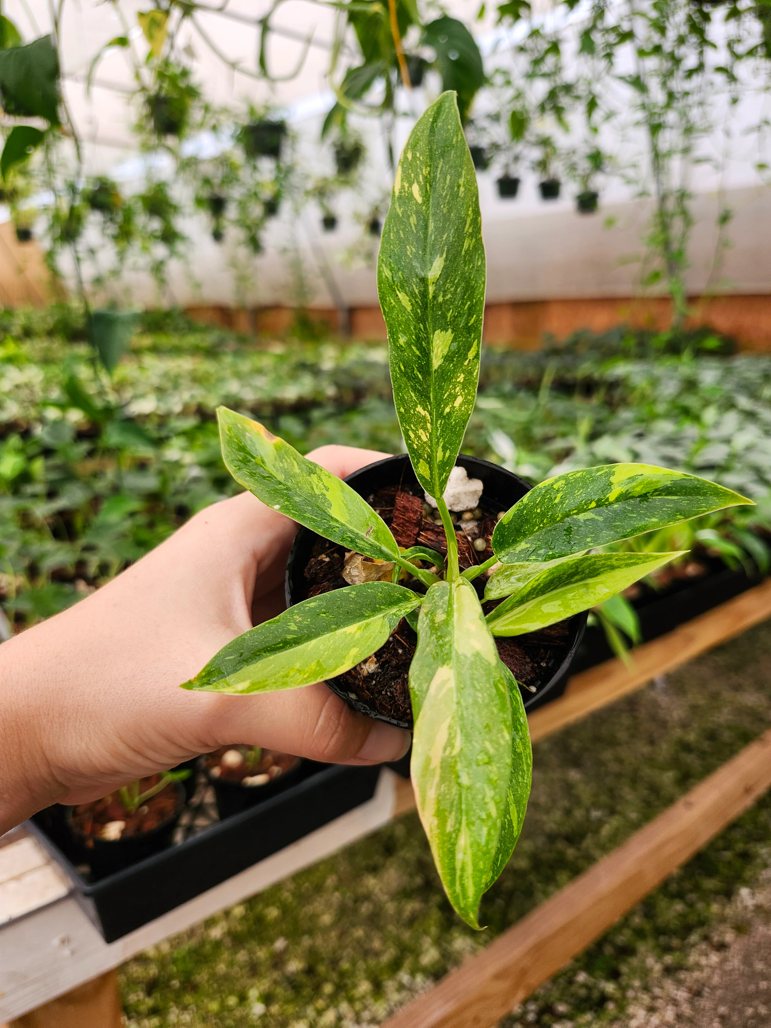 Philodendron Ring of Fire - Image 8