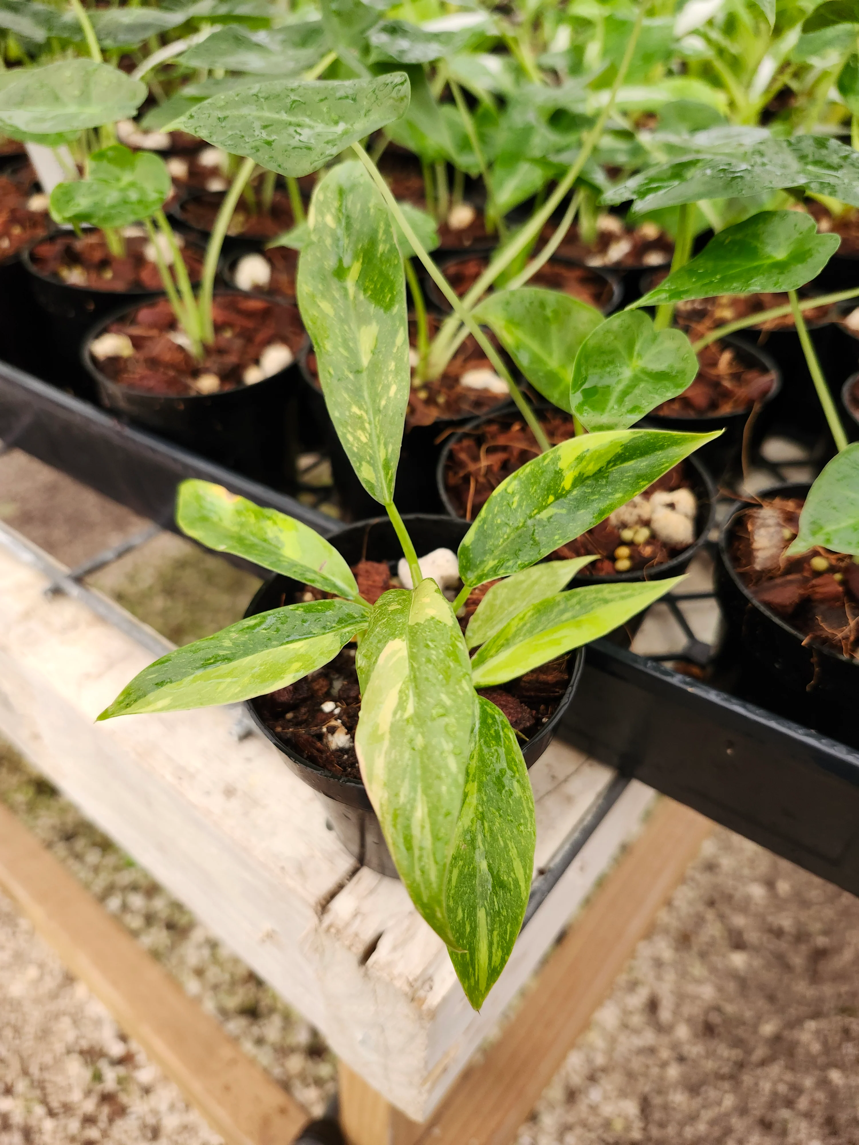 Philodendron Ring of Fire - Image 9