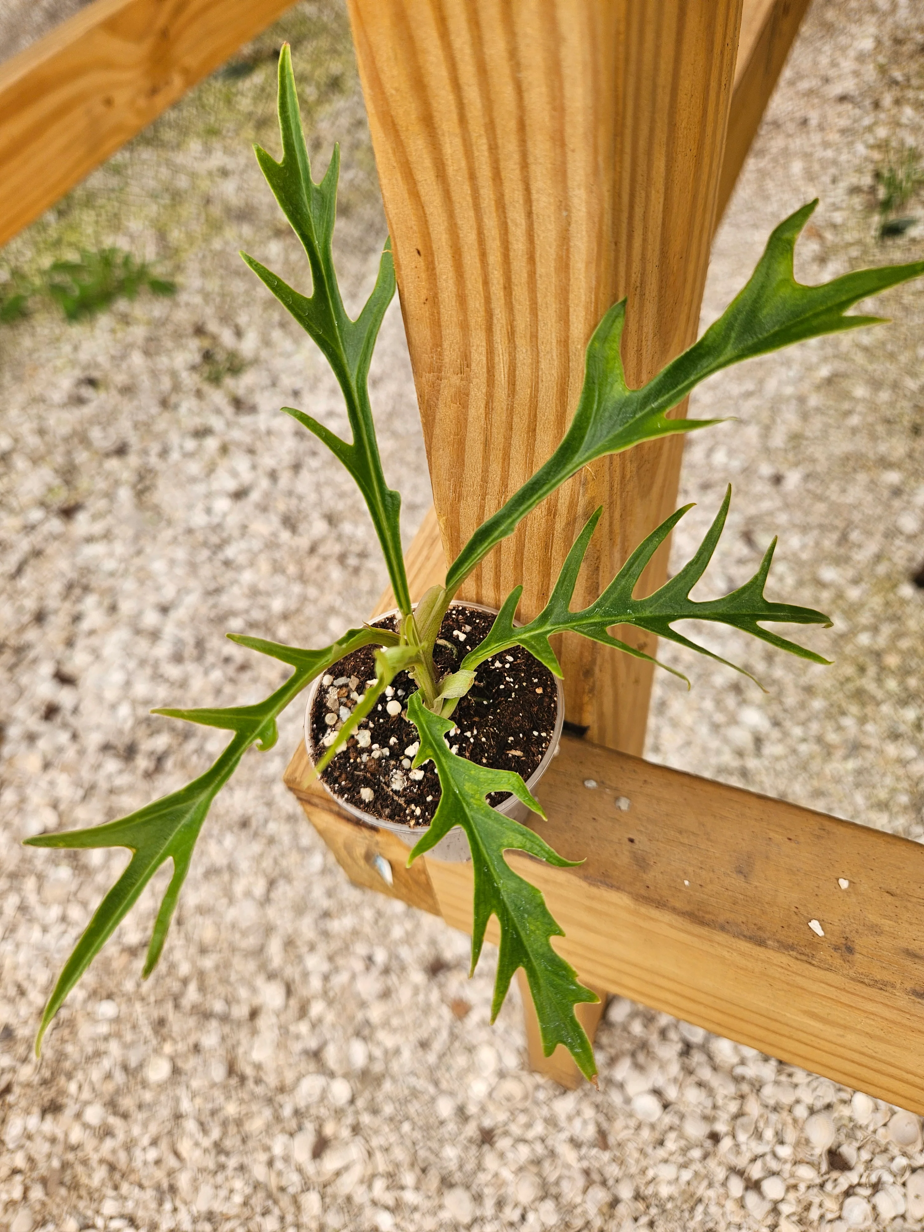 Philodendron Tortum - Image 3