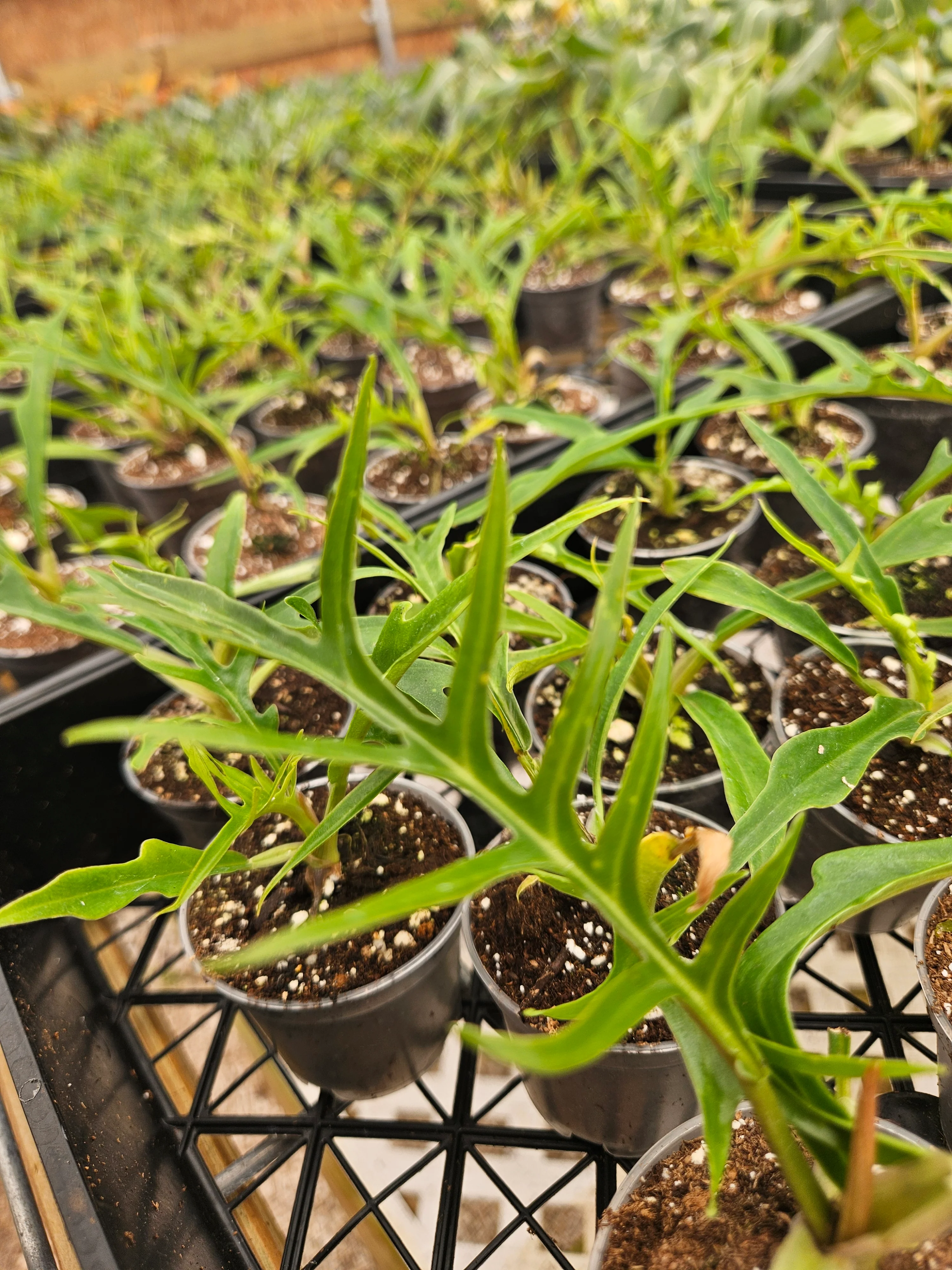 Philodendron Tortum - Image 4