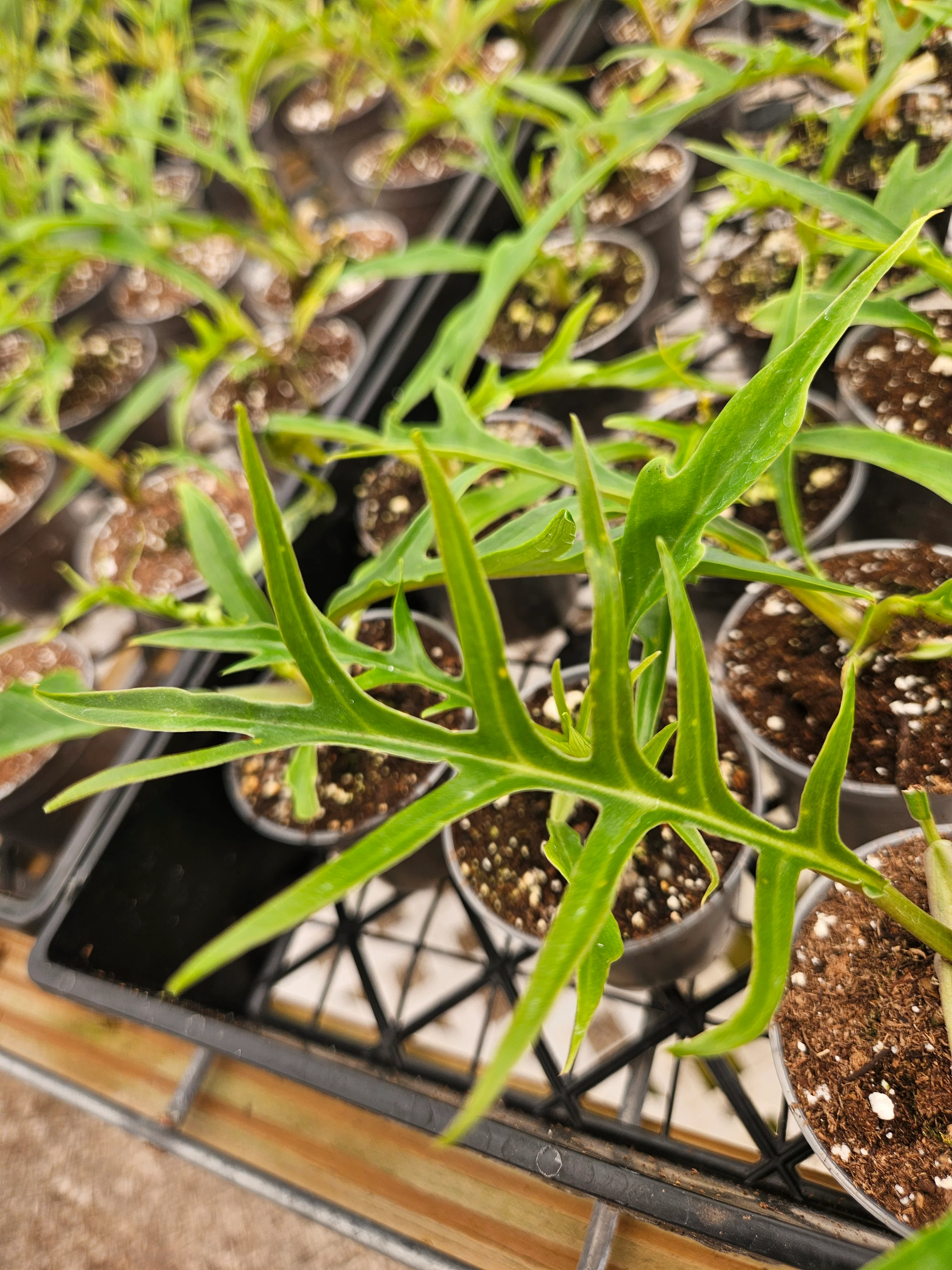 Philodendron Tortum - Image 5