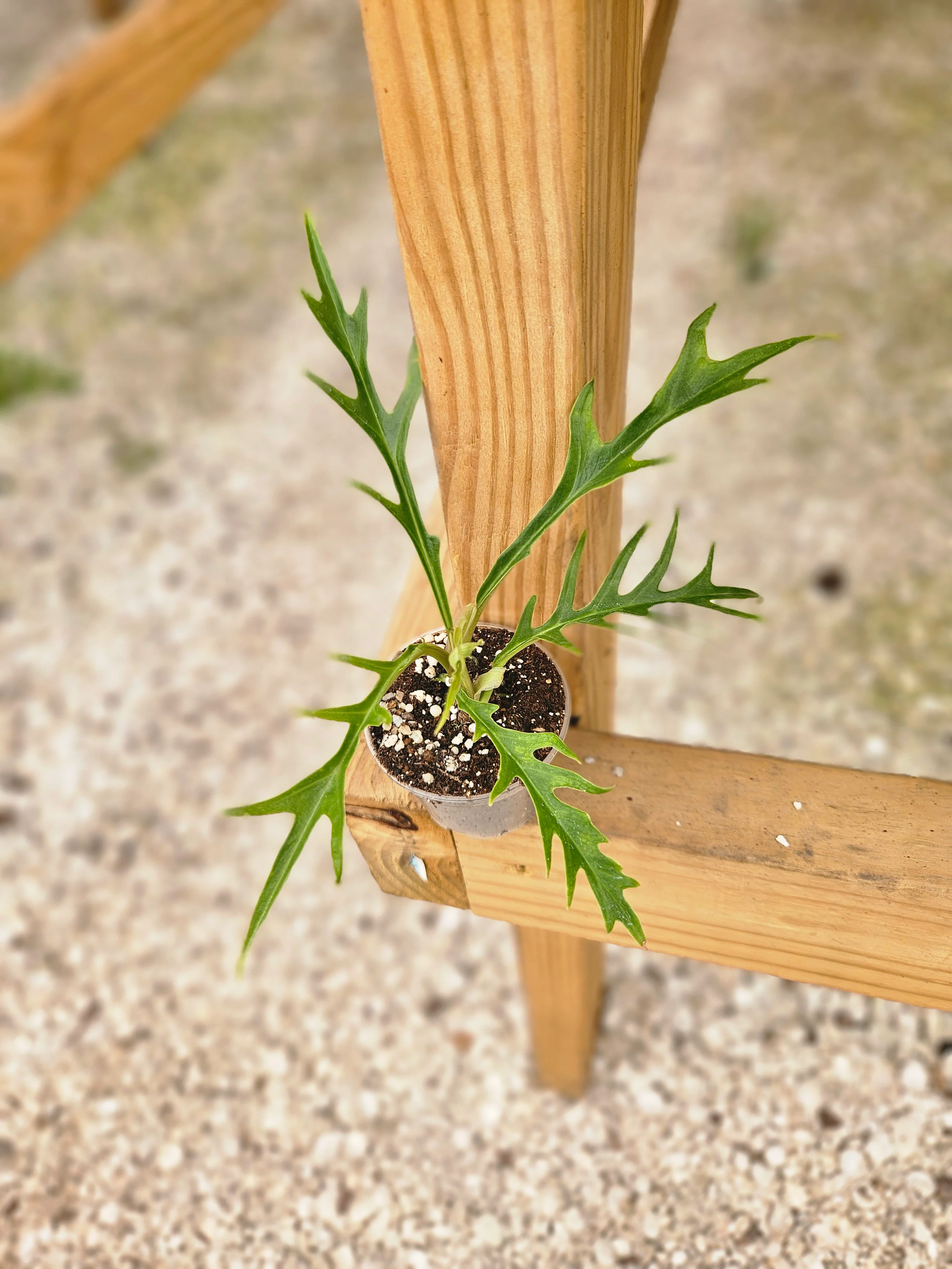 Philodendron Tortum - Image 6