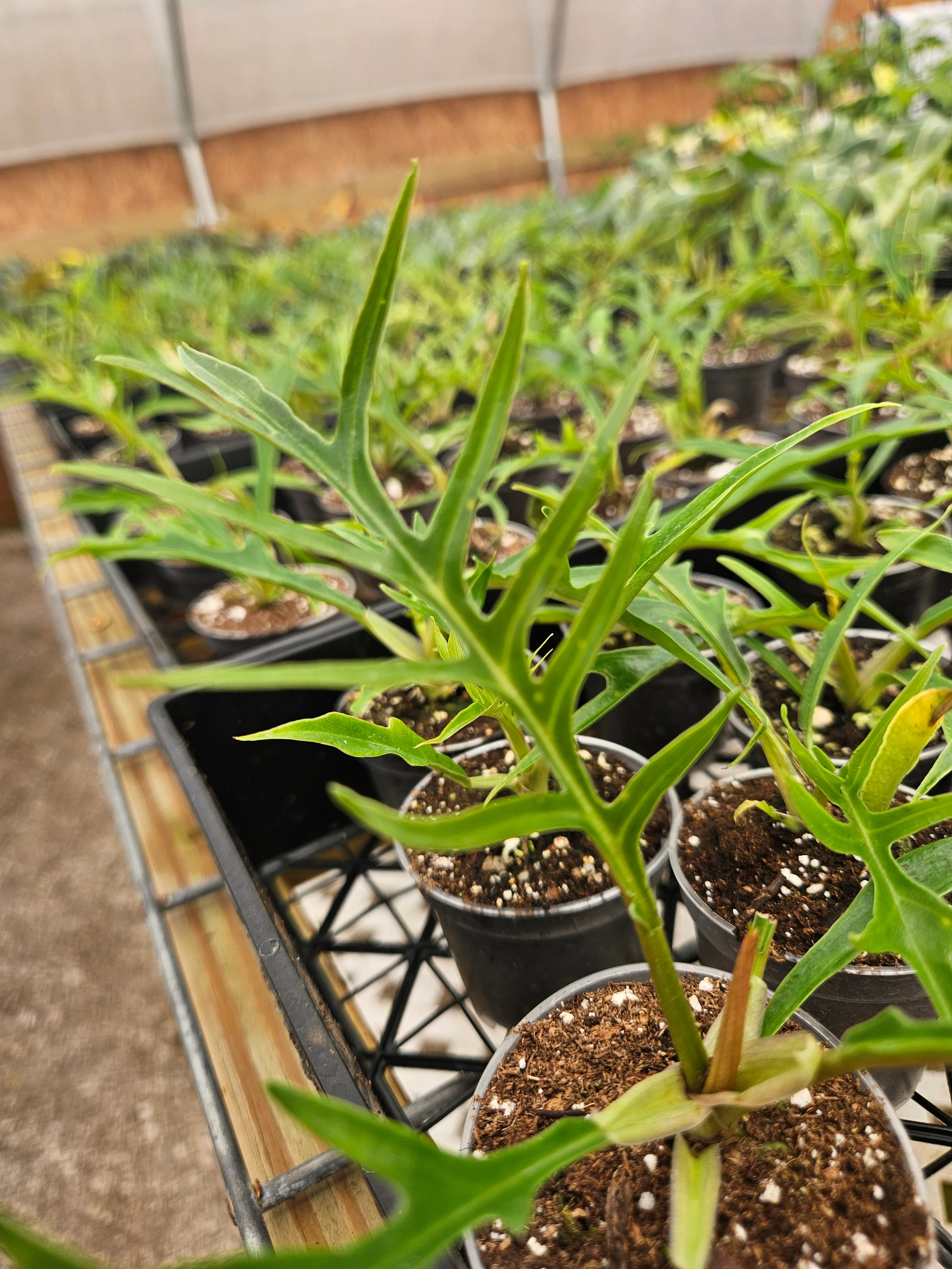 Philodendron Tortum - Image 7