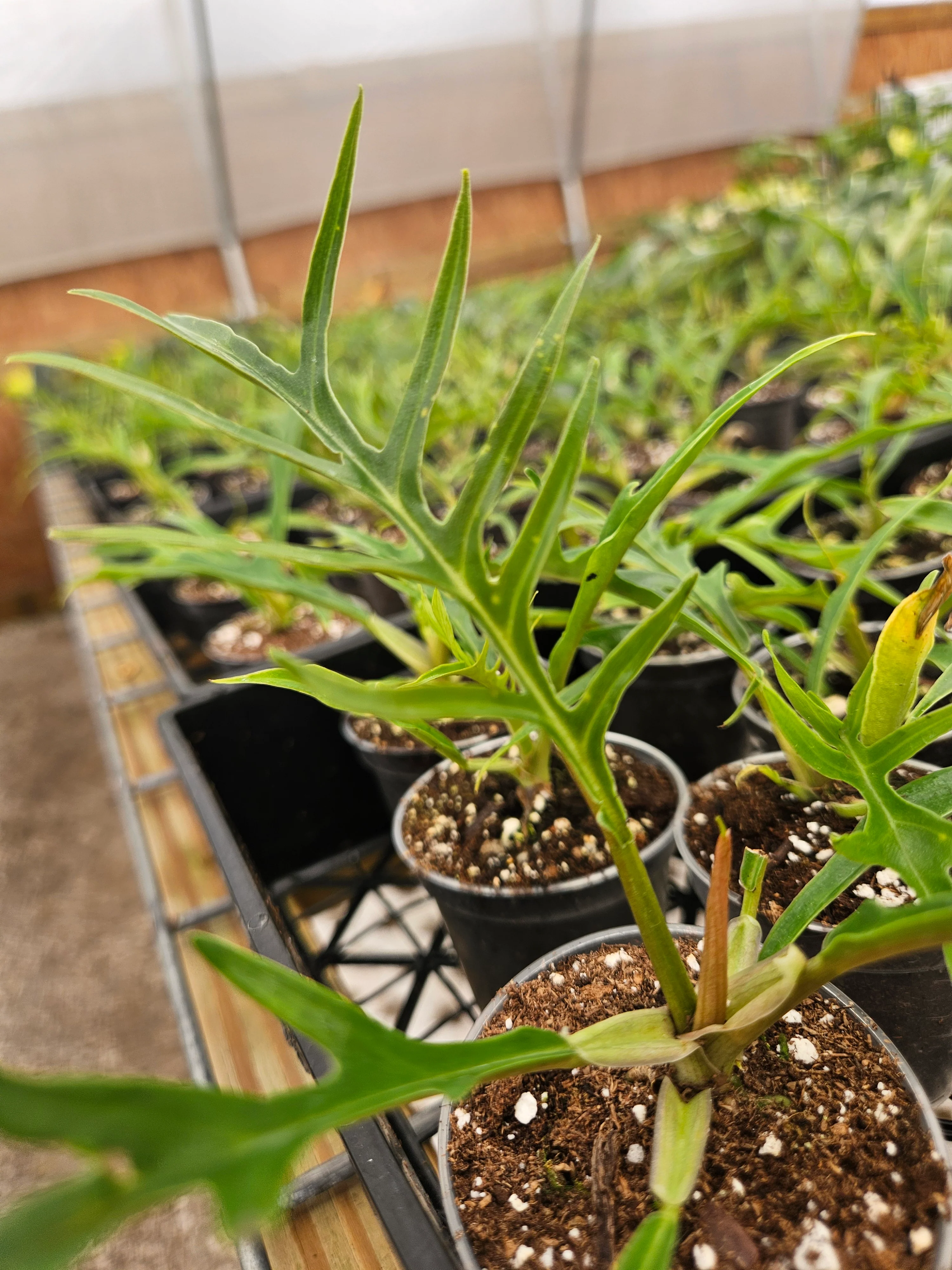 Philodendron Tortum - Image 8