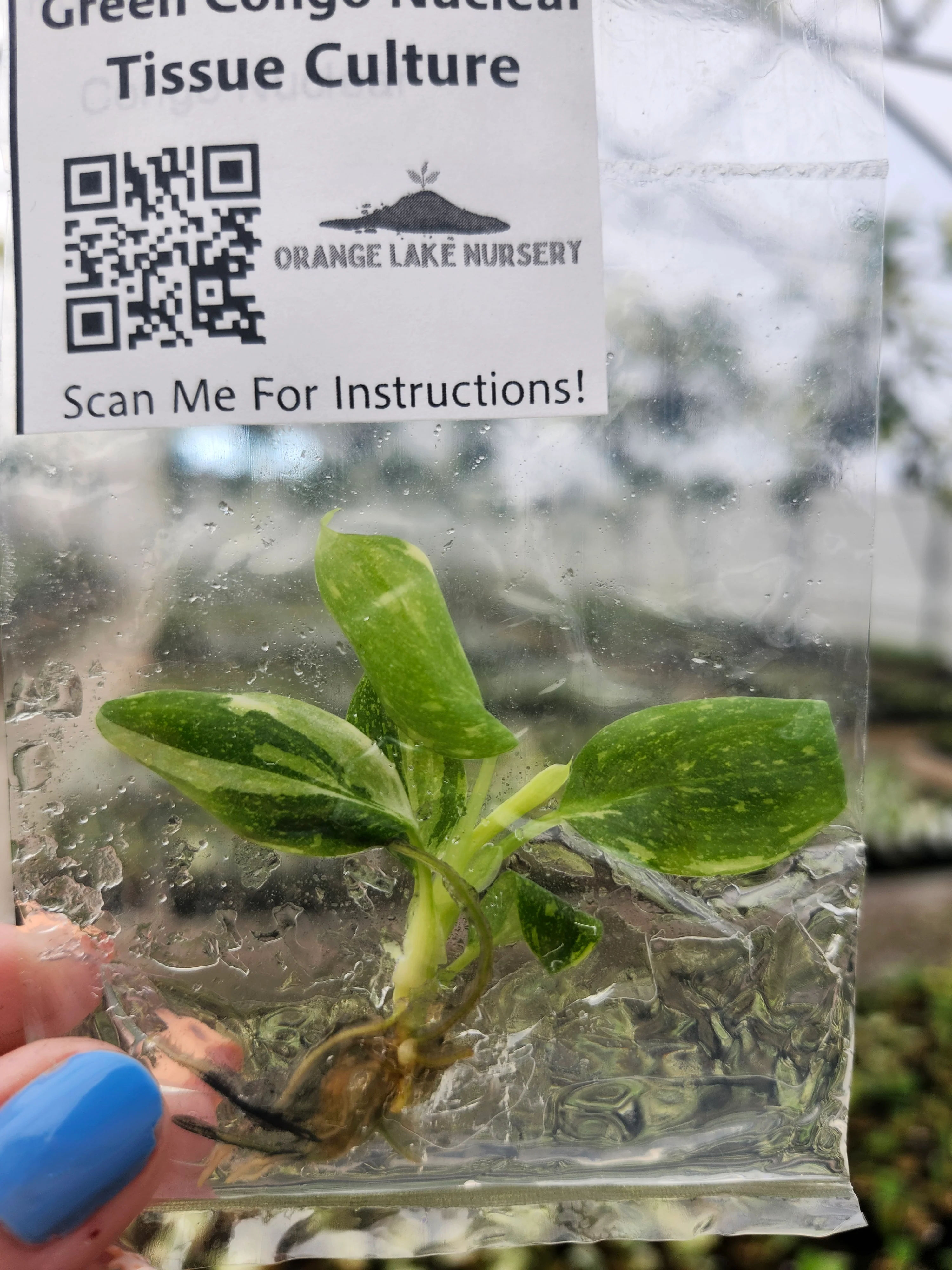 Philodendron Variegated Green Congo (Nuclear) Tissue Culture - Image 3