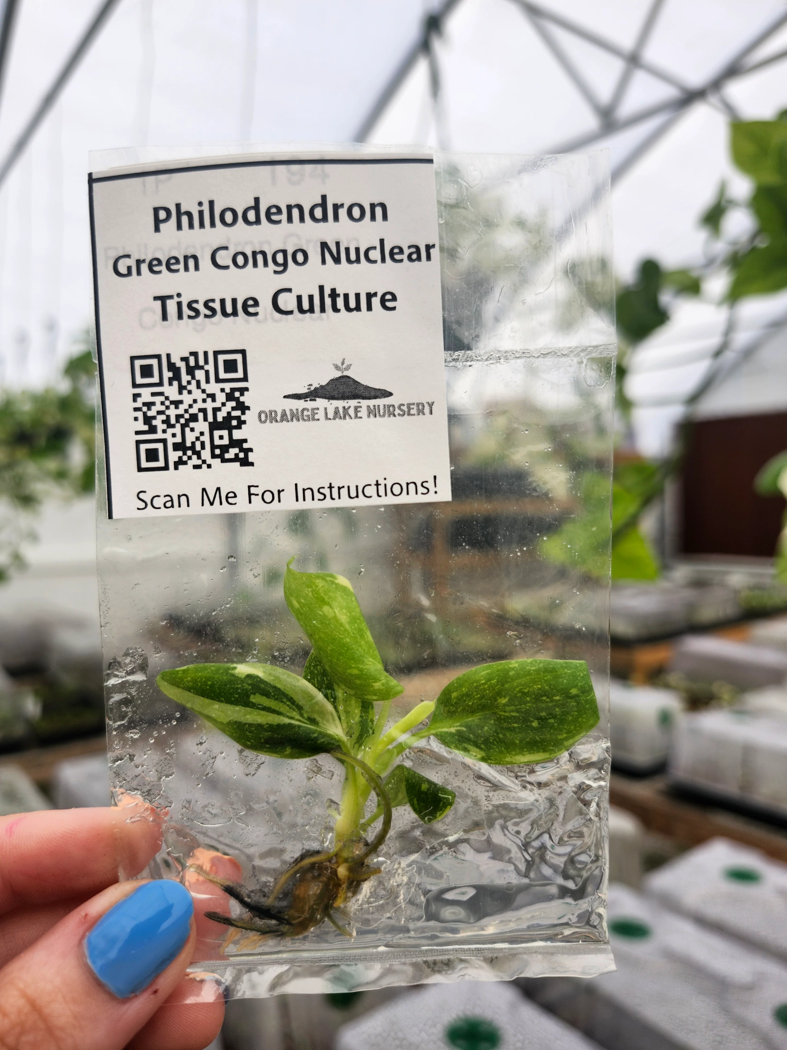 Philodendron Variegated Green Congo (Nuclear) Tissue Culture - Image 4