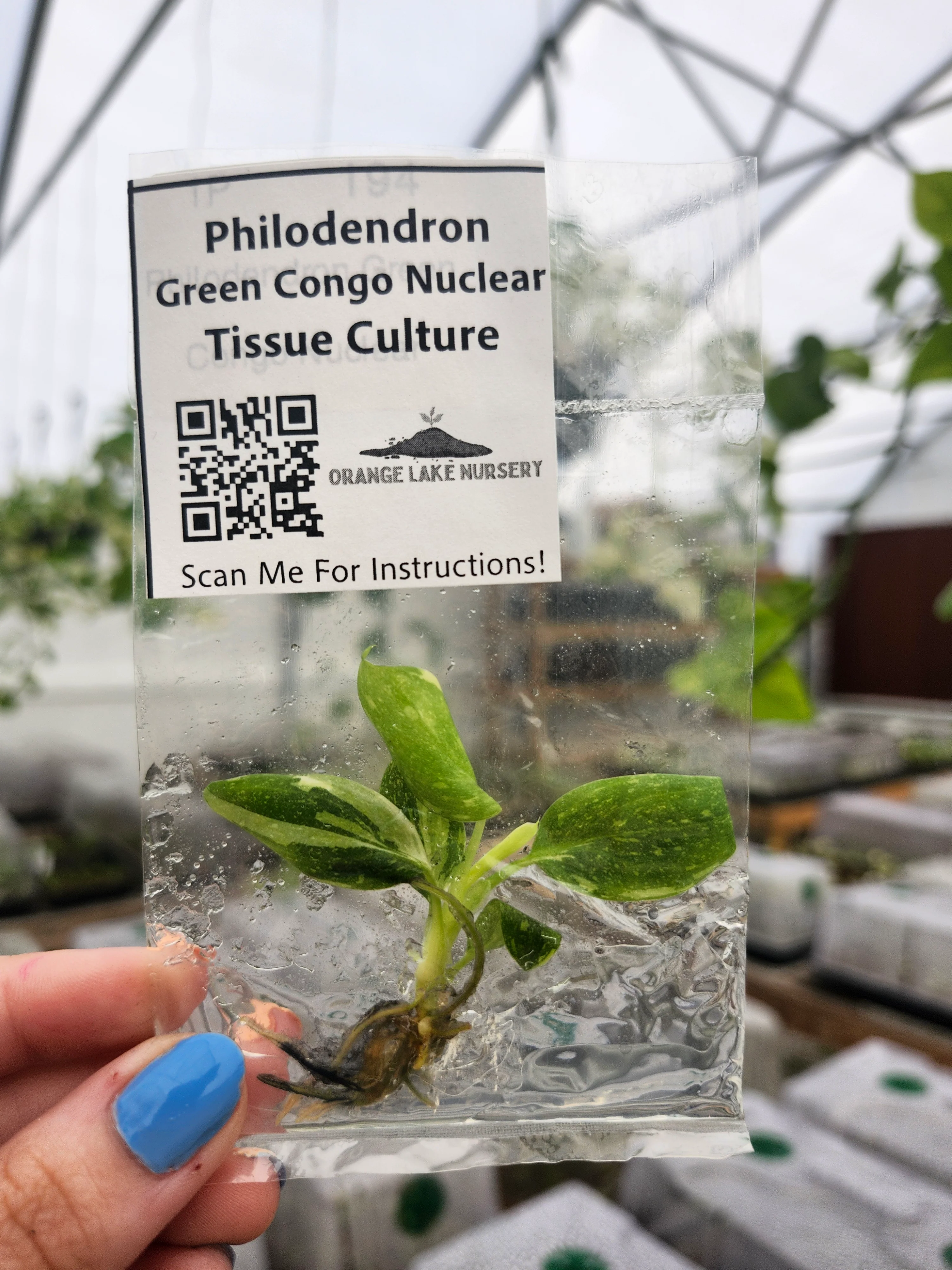 Philodendron Variegated Green Congo (Nuclear) Tissue Culture - Image 5